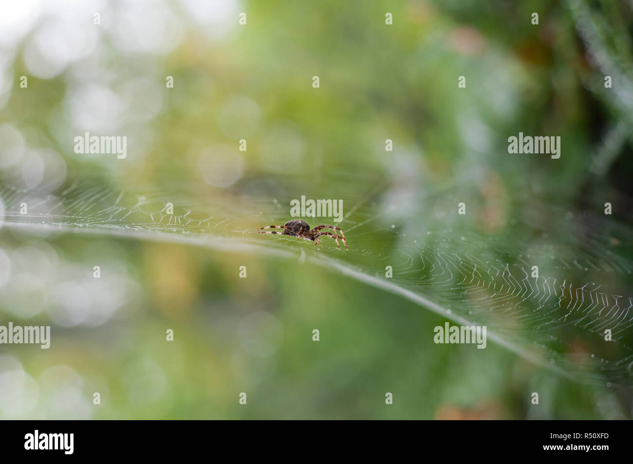 Primo piano di un ragno in una ragnatela Foto Stock