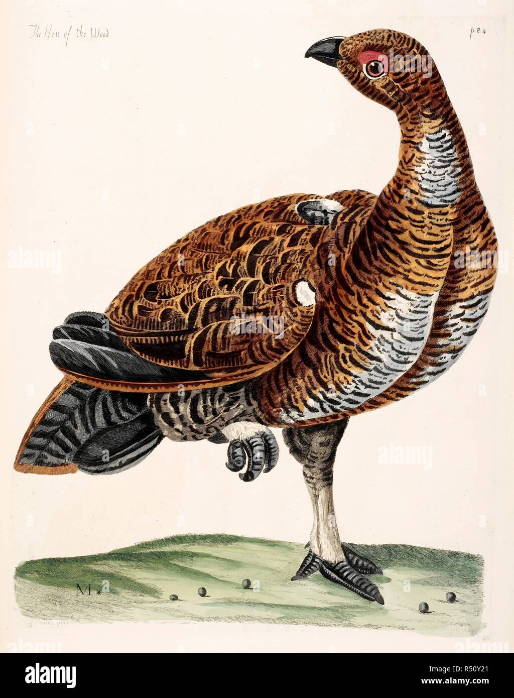 Gallina di legno. Il British Zoologia. T. Pennant; Londra, 1766. Fonte: 459.g.1, opposta 84. Foto Stock