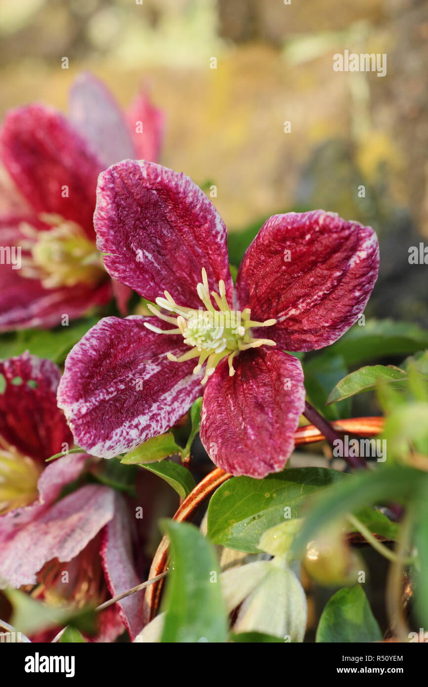 Clematis cirrhosa var. purpurascens 'Lansdowne Gem', una fioritura invernale, evergreen scalatore, fioritura in un giardino inglese, REGNO UNITO Foto Stock