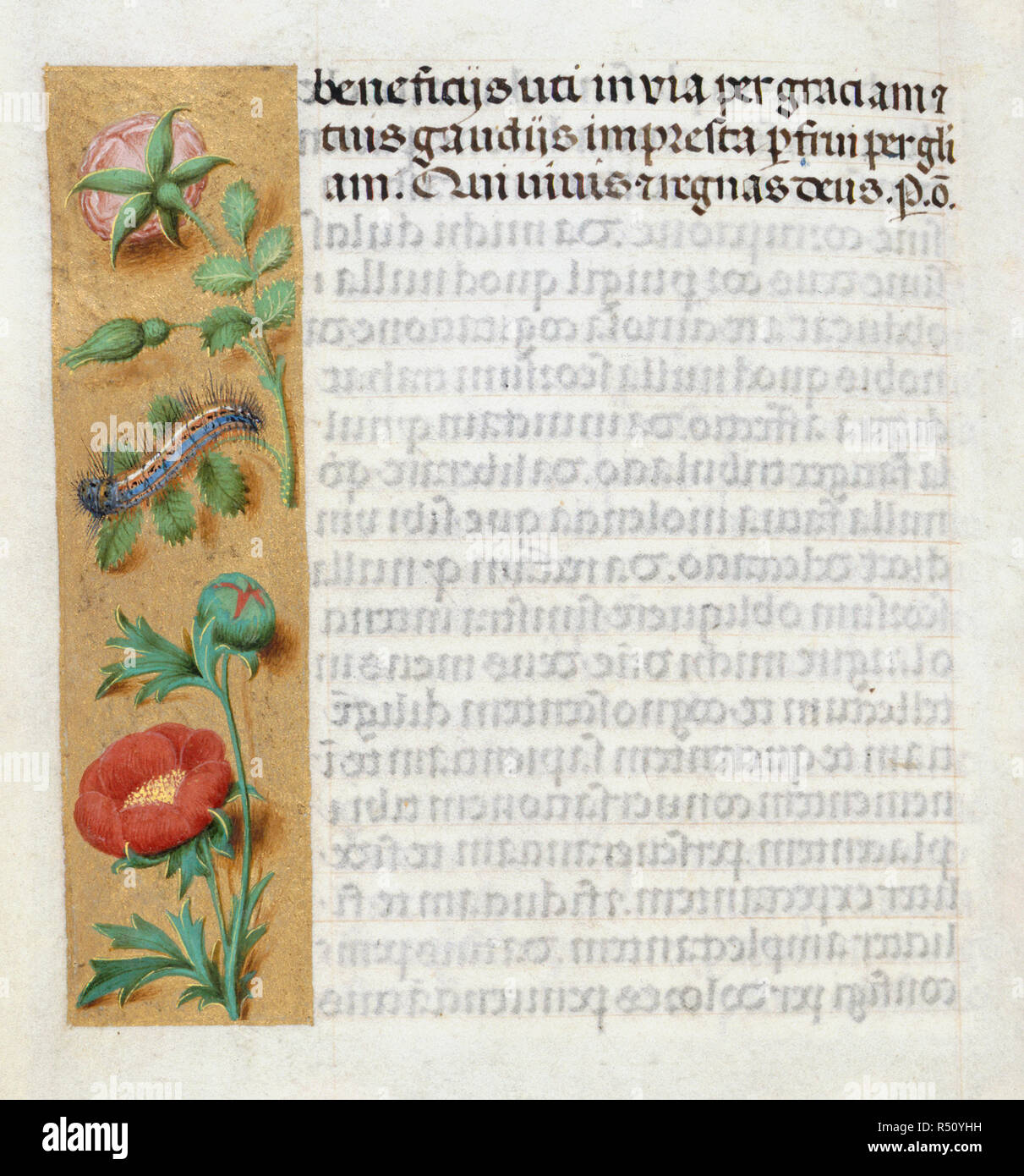 Peonia e caterpillar, [intero folio] tre righe di testo. Una miniatura decorato con una peonia e caterpllar. Immagine presa da Huth ore. Originariamente pubblicato/prodotto in [S. Paesi Bassi Bruges], Francia [probabilmente Valenciennes]; 1485-1490. Museo: British Library. Foto Stock