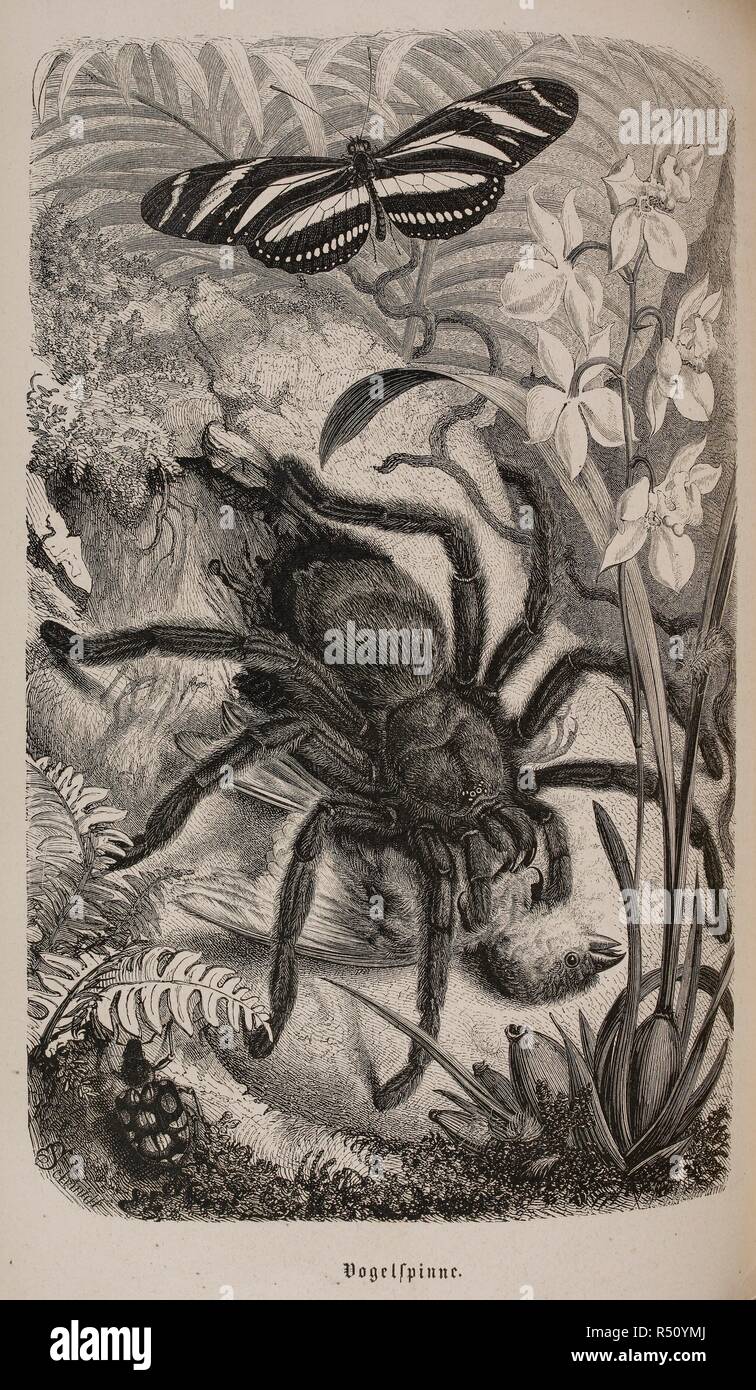 Illustrazione di una tarantola e una farfalla. Illustrirtes Thierleben. Eine allgemeine Kunde des Thierreichs, ecc. Hildburghausen. Brehm Alfred Edmund, 1829-1884. Illustrirtes Thierleben. Eine allgemeine Kunde des Thierreichs, ecc. (Bd. 6. Von E. L. Taschenberg und Oskar Schmidt.) [con piastre da R. Kretschmer, E. Schmidt e altri.] 1864-69. Fonte: 7208.DDD.17 vol.6 573. Lingua: tedesco. Foto Stock