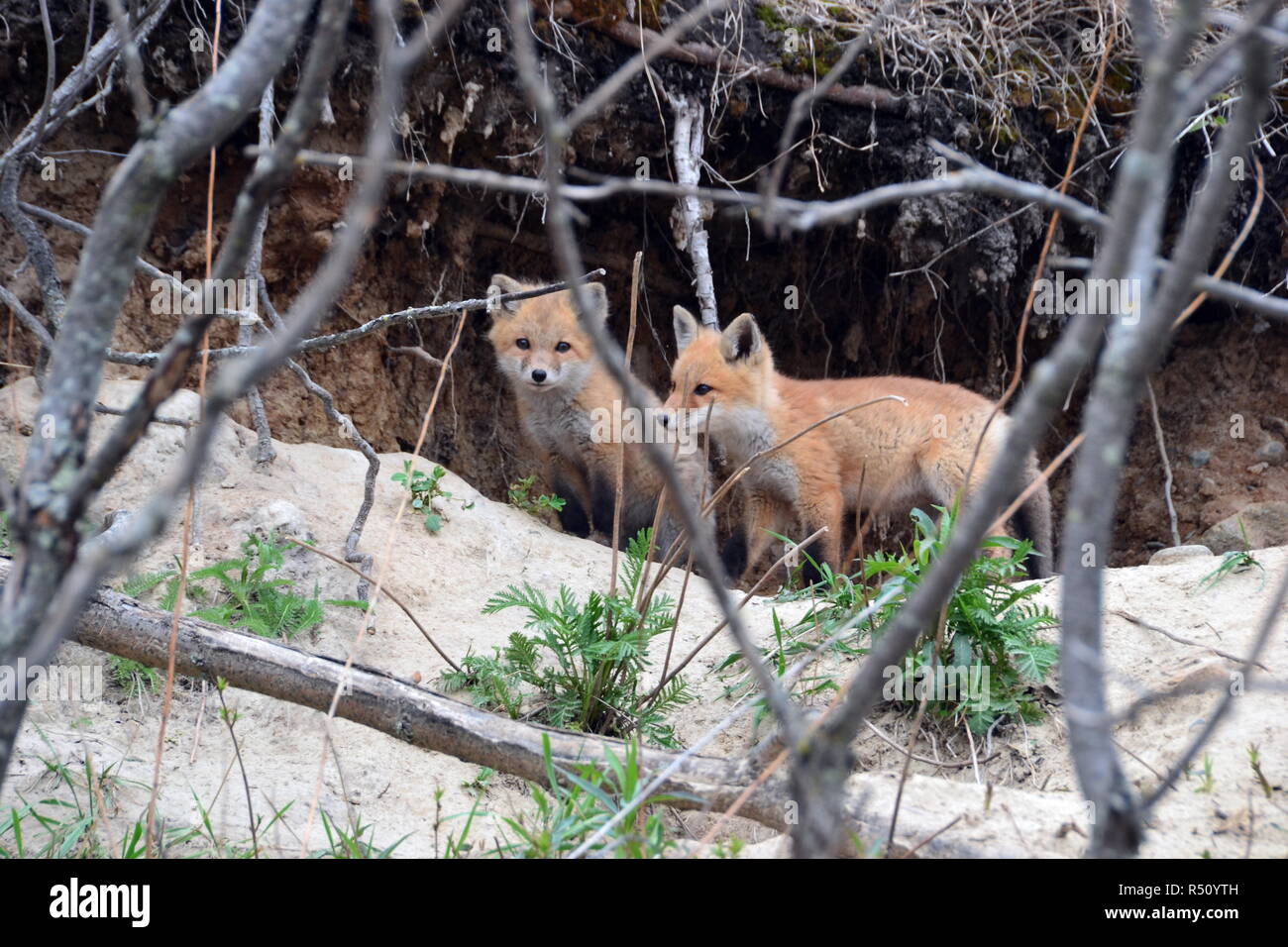 Red Fox cuccioli nel nord del Minnesota che cercano un po' di avventura Foto Stock