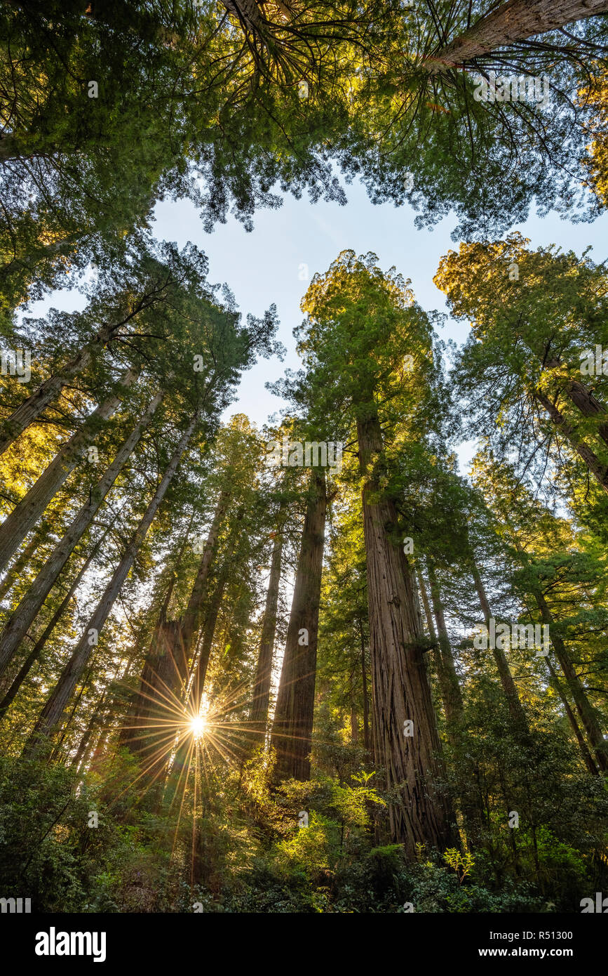 Alberi di Sequoia in Lady Bird Johnson Grove, Redwoods nazionali e i parchi statali della California. Foto Stock