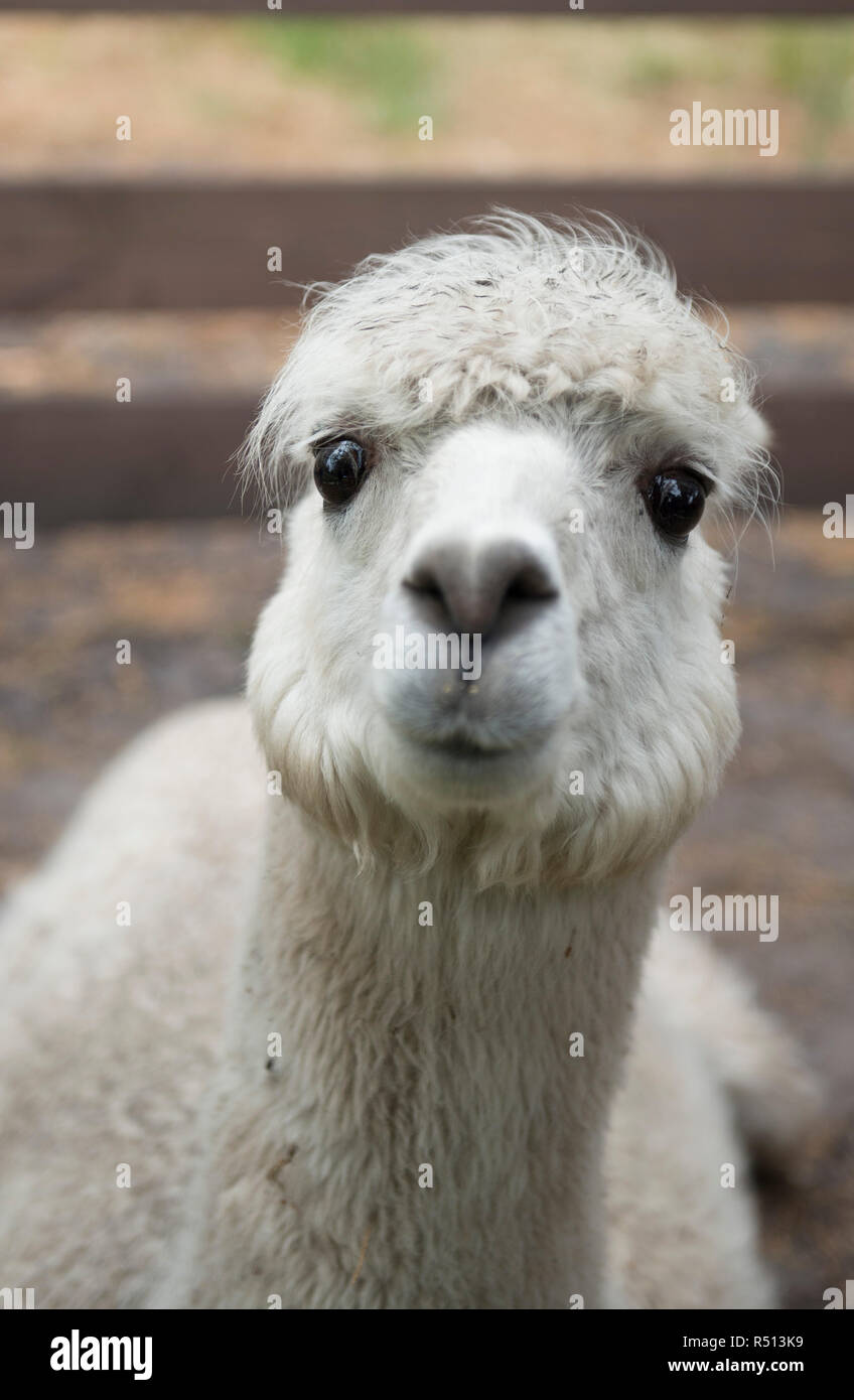 White llama viso carino Foto Stock