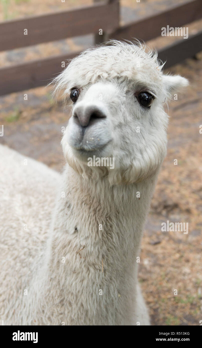 White llama viso carino Foto Stock