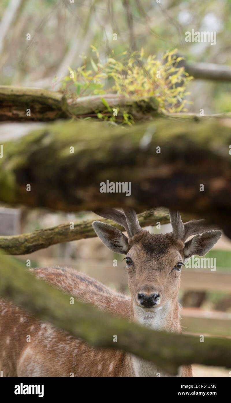 Chital cervi faccia Stag Foto Stock