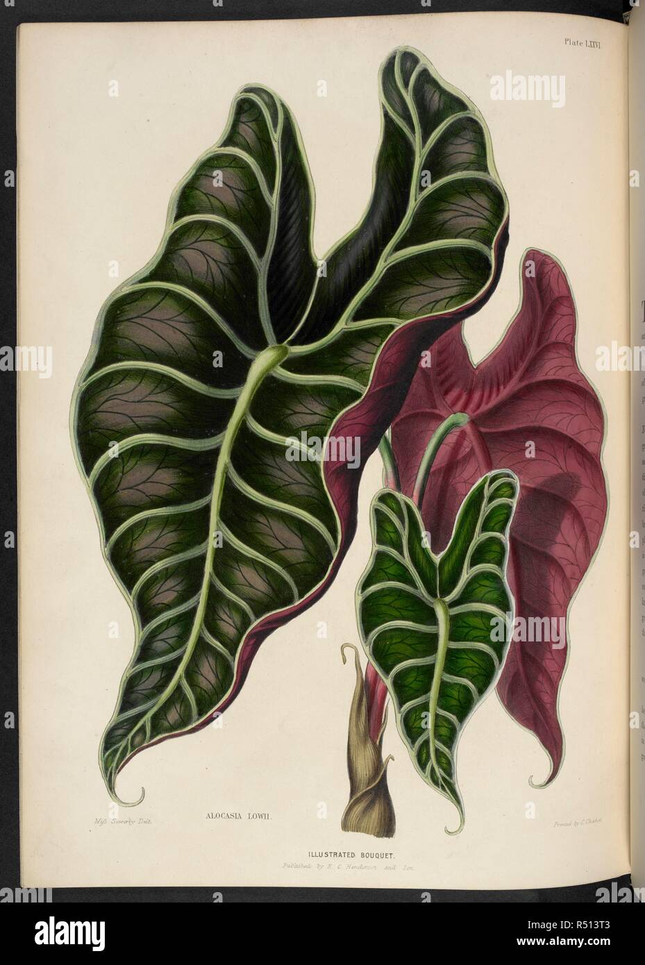 Alocasia Lowii. Il Bouquet illustrato, costituito da figure, con descrizioni di nuovi fiori. Londra, 1857-64. Fonte: 1823.c.13 piastra 76. Autore: Henderson, Edward George. Sowerby, Miss. Foto Stock