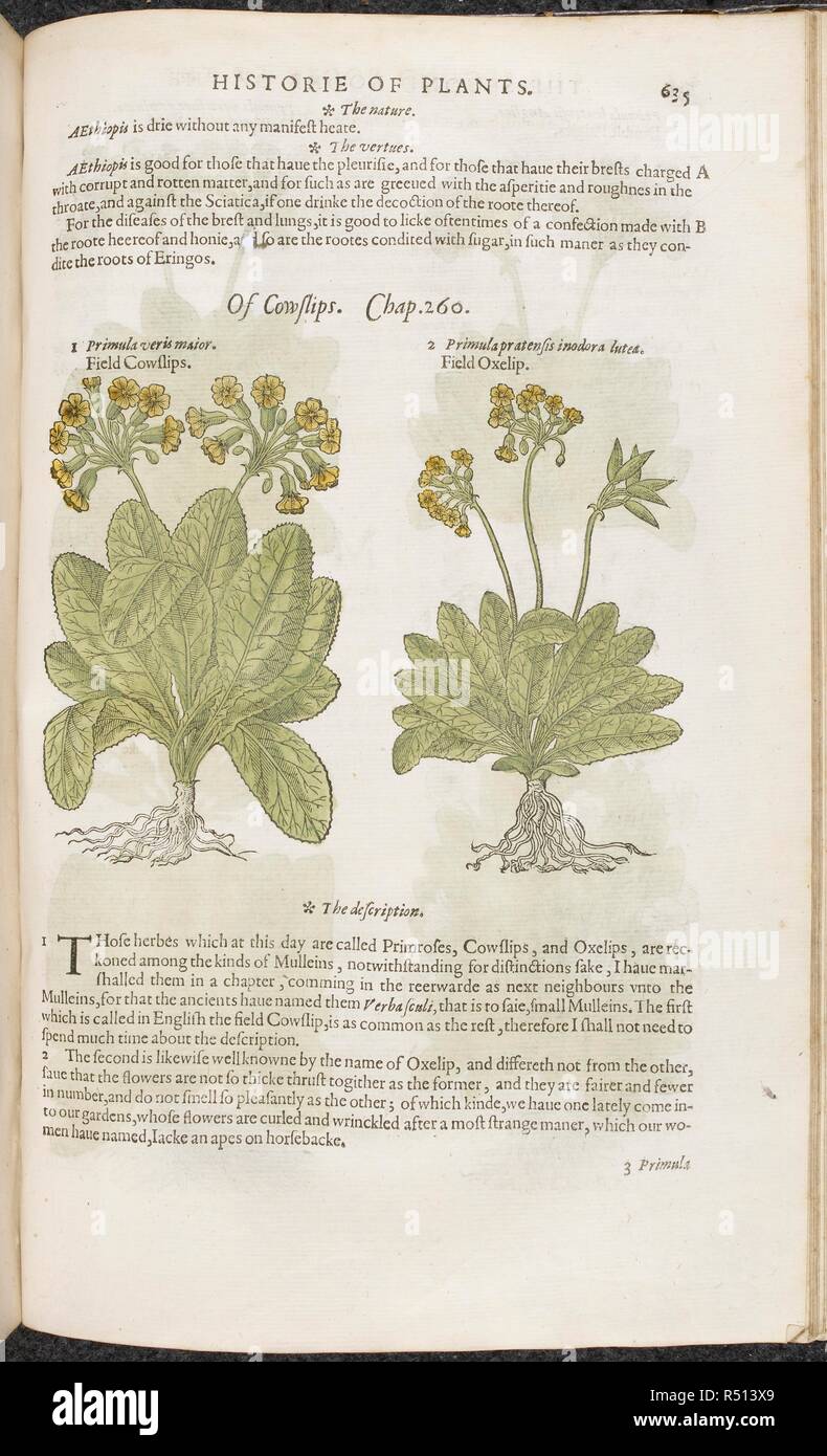 Cowslips Disegno Botanico E Il Testo Di Descrizione Il Herball O Generali Historie Di Plantes Londra Iohn Norton 1597 Fonte 35 G 13 14 Pagina 635 Lingua Inglese Autore Gerard Giovanni Foto Stock Alamy
