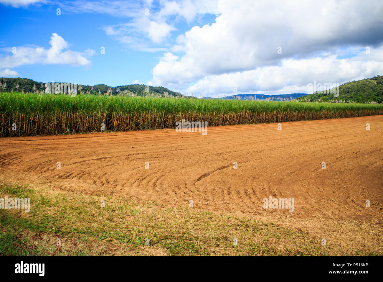 La barbabietola da zucchero che cresce in un campo contro un blu e il cielo nuvoloso, Queensland, Australia Foto Stock