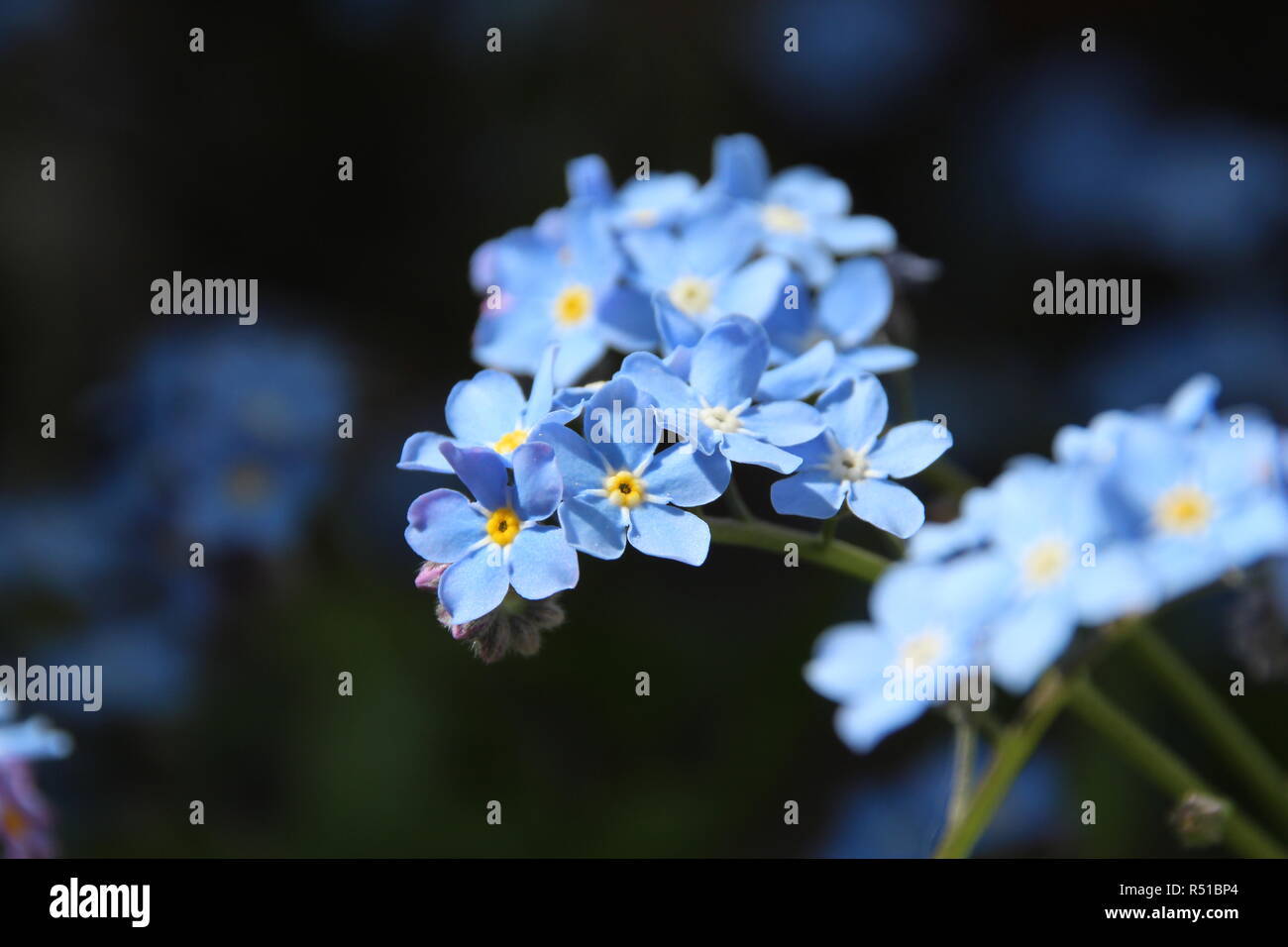 Fiori colorati nel giardino di primavera Foto Stock