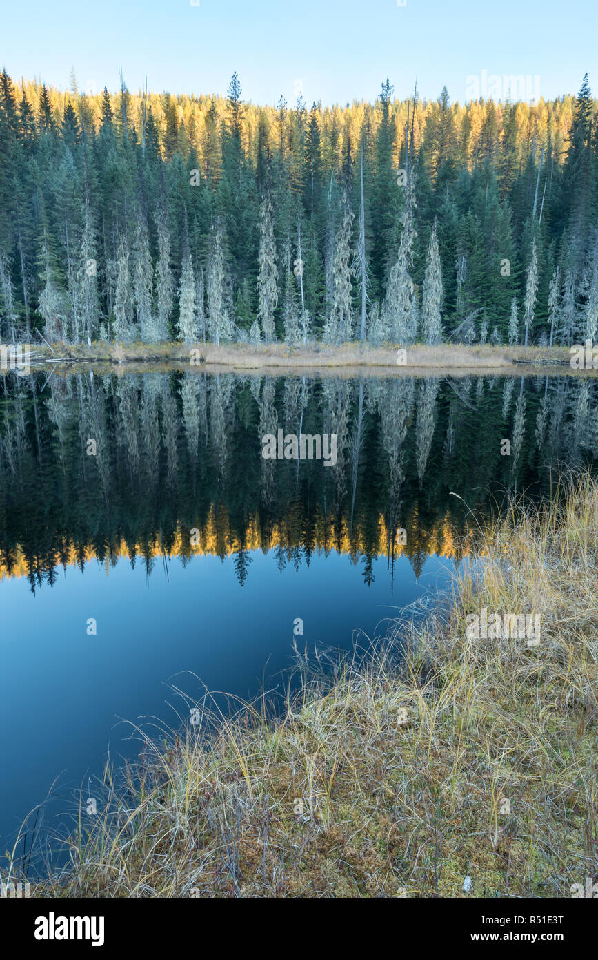 Huff lago, una torbiera del Lago Kaniksu nella Foresta Nazionale, Washington. Foto Stock