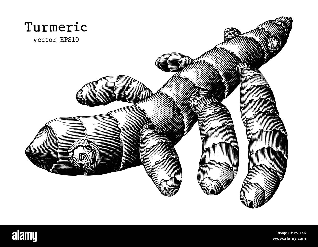 Curcuma radice disegnare a mano vintage clip art isolati su sfondo bianco Illustrazione Vettoriale