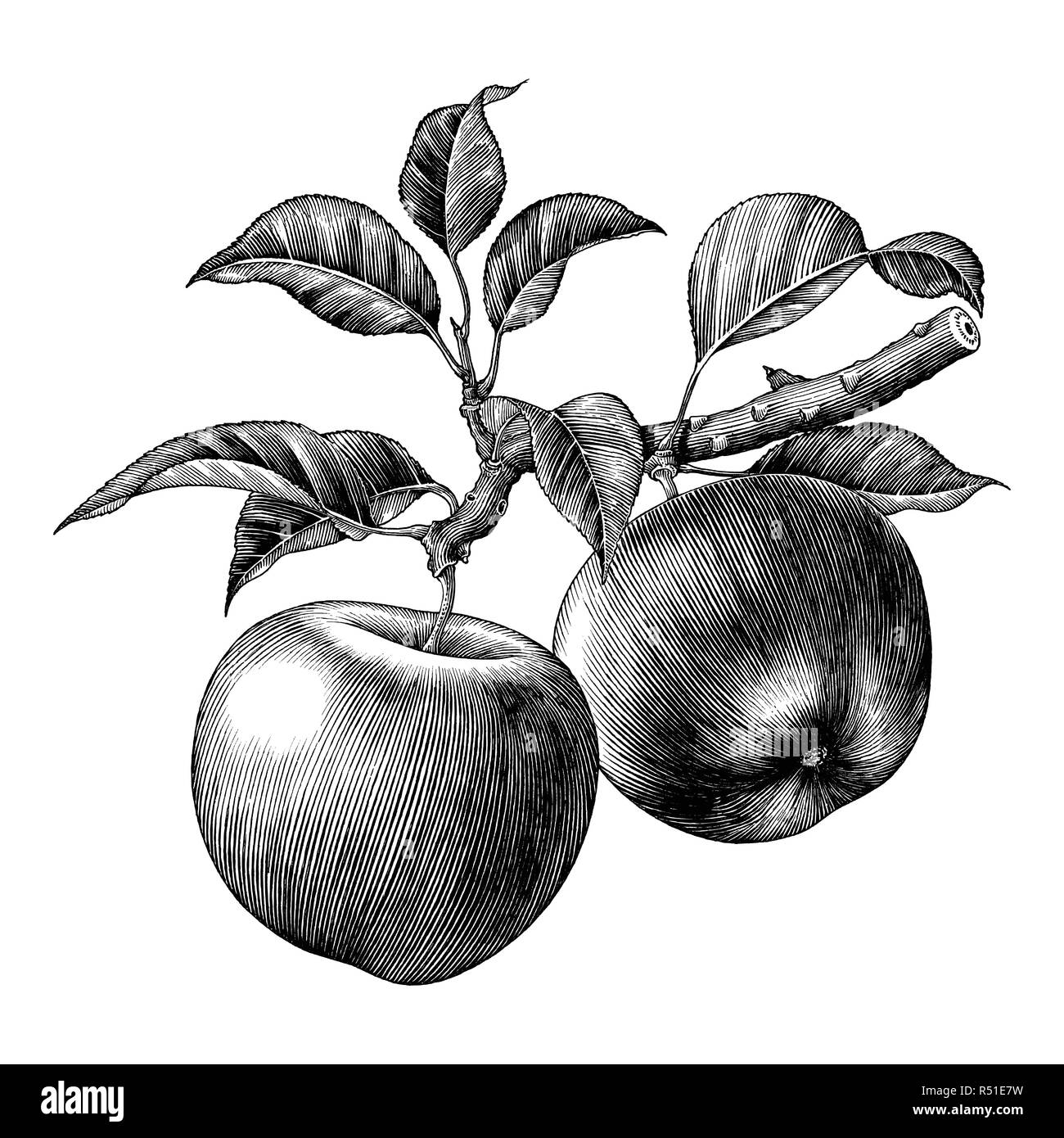 Ramo di Apple disegnare a mano vintage clip art isolati su sfondo bianco Illustrazione Vettoriale