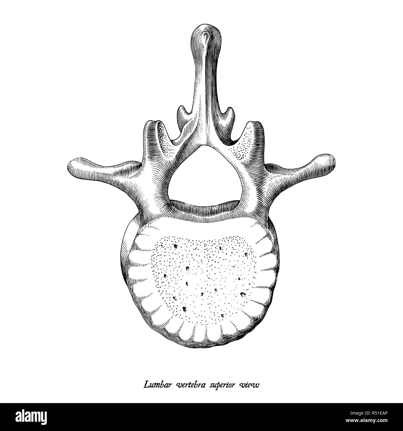 Vertebra lombare superiore prospettiva anatomia disegnare a mano vintage clip art isolati su sfondo bianco Illustrazione Vettoriale