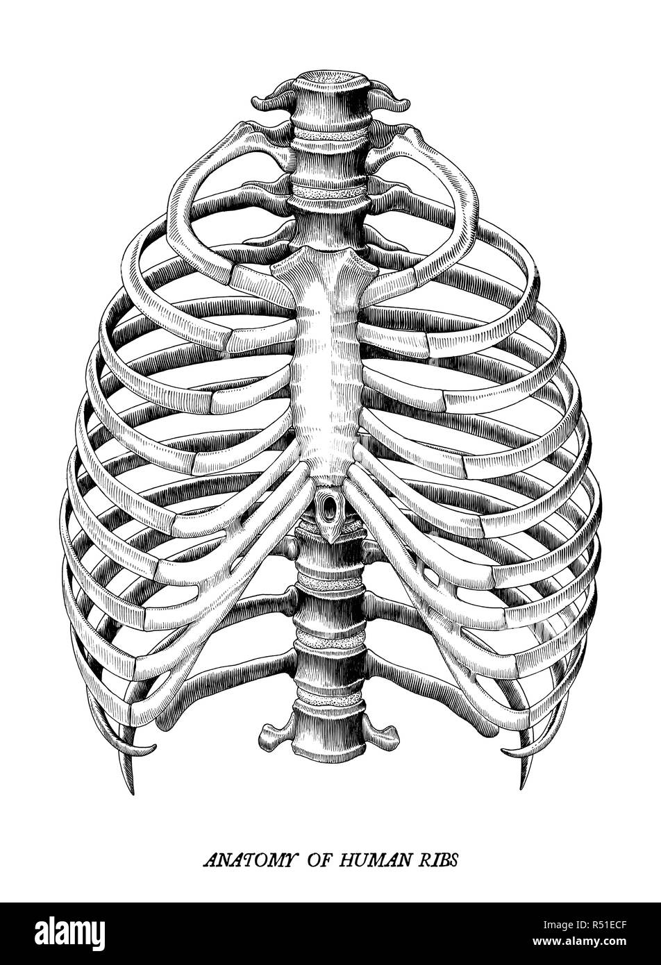 Anatomia delle nervature umana disegnare a mano vintage clip art isolati su sfondo bianco Illustrazione Vettoriale