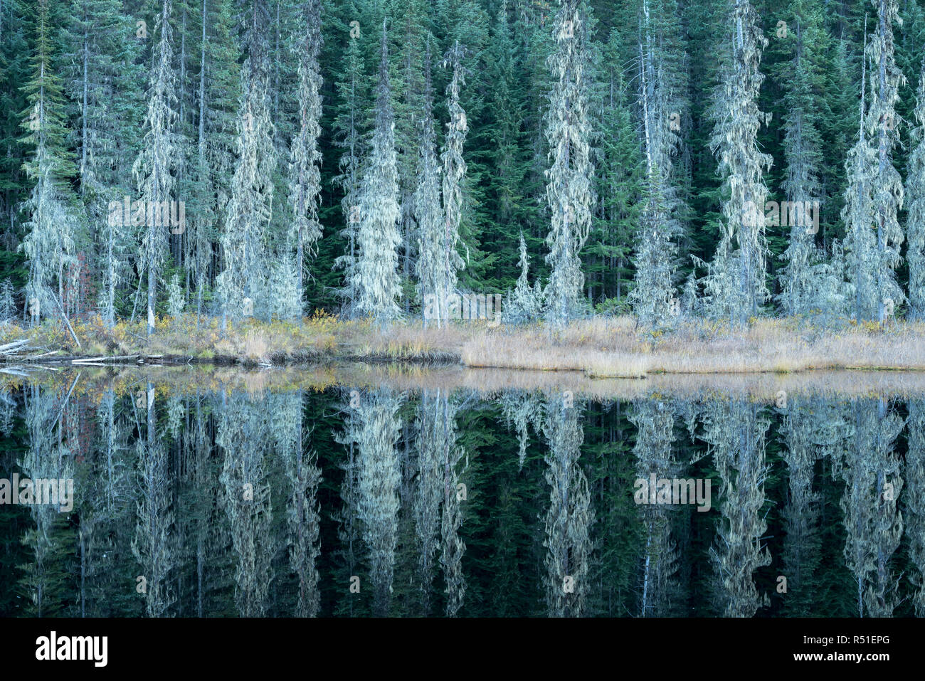 Huff lago, una torbiera del Lago Kaniksu nella Foresta Nazionale, Washington. Foto Stock