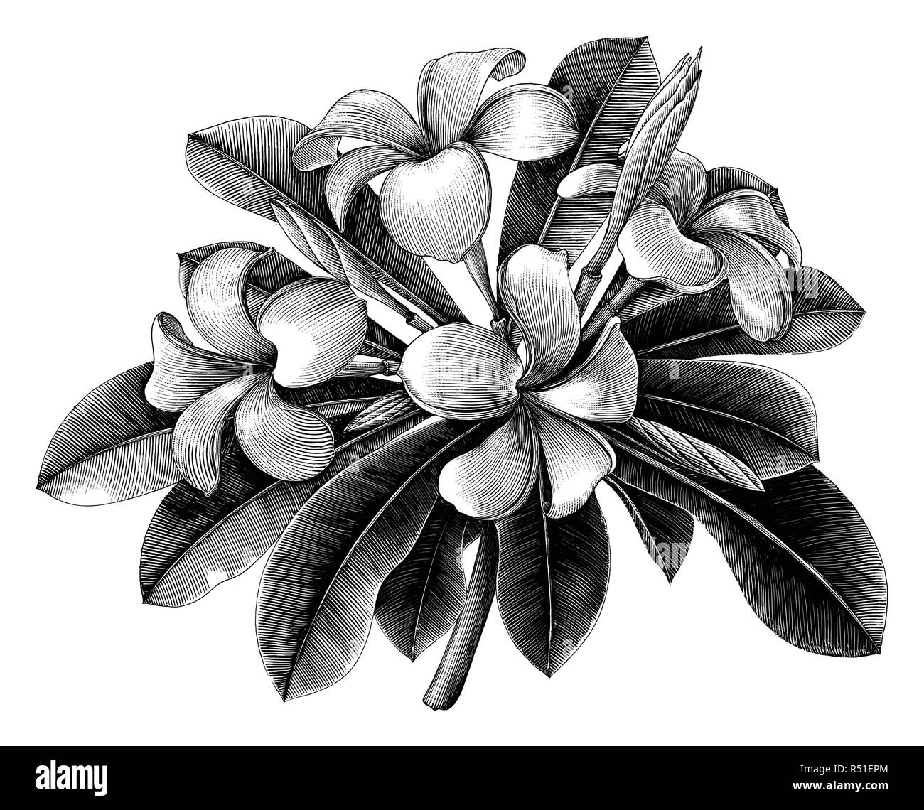 Fiori di frangipani disegnare a mano incisione vintage clip art isolati su sfondo bianco Illustrazione Vettoriale