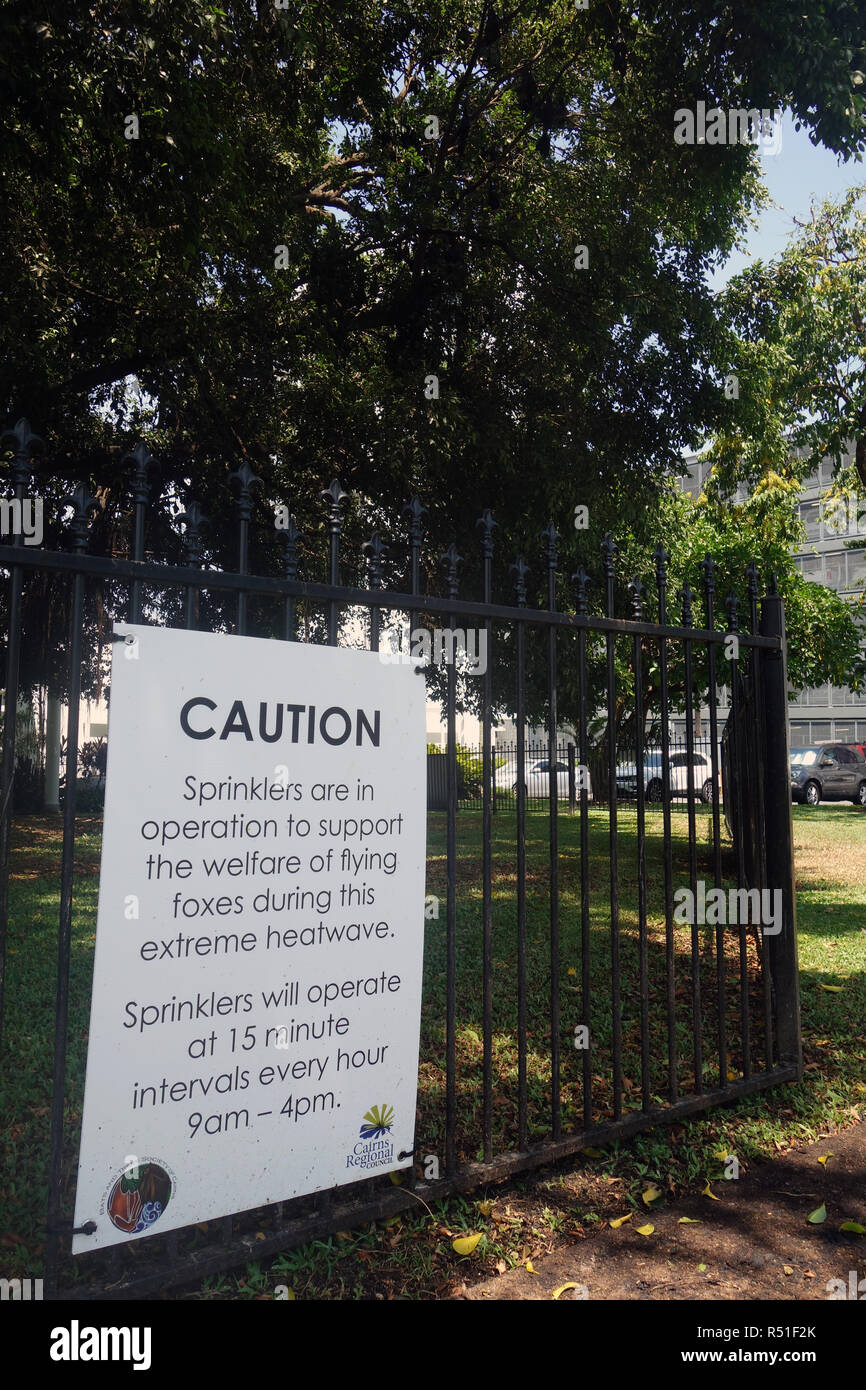 Avendo cura di fauna selvatica durante una ondata di caldo: acqua di raffreddamento degli sprinkler pipistrelli in alberi, Cairns, Queensland, Australia. N. PR Foto Stock