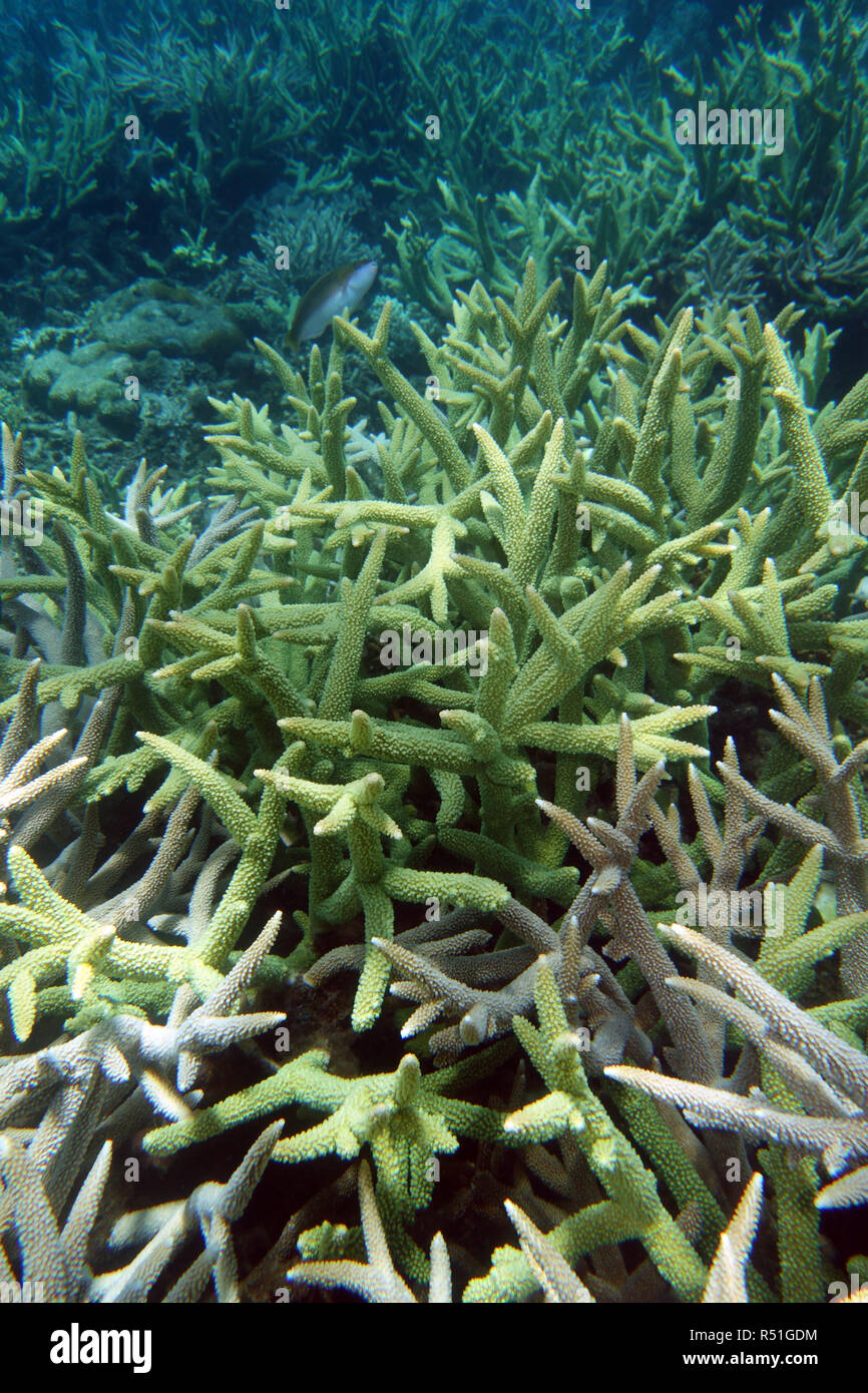 Sana Acropora staghorn coral canneti, Pixie Reef, della Grande Barriera Corallina, Queensland, Australia Foto Stock