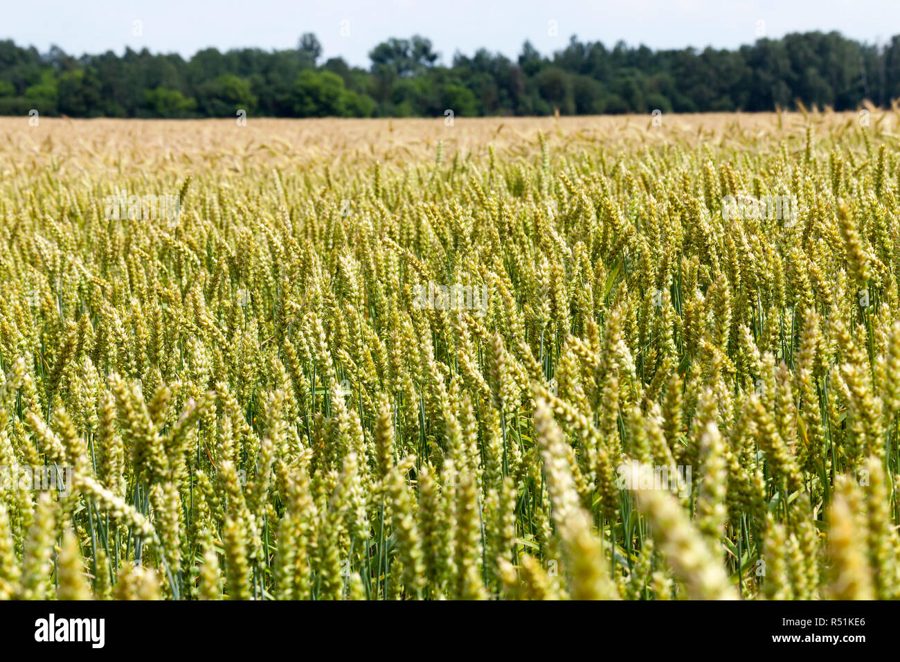 Scarola spikelets grano di colore verde, foto di maturazione di un nuovo prodotto Foto Stock