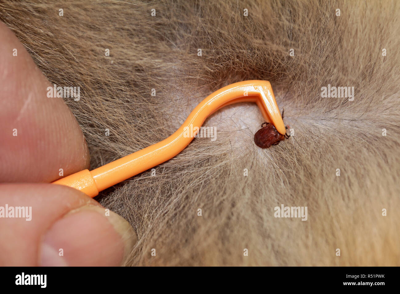 La rimozione delle zecche da animali o esseri umani. la distanza di un segno di spunta con un gancio di tick Foto Stock