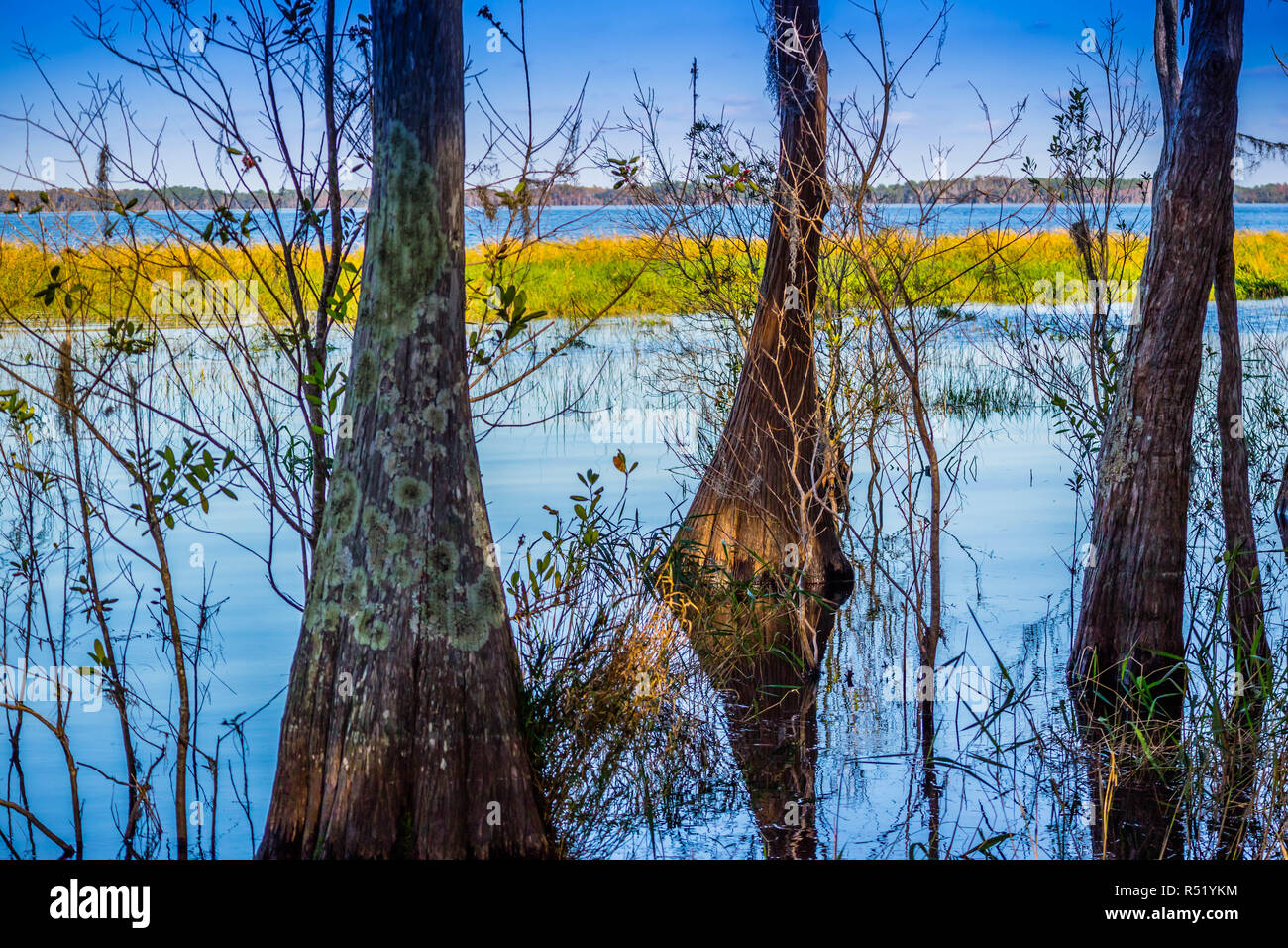 Un cipresso calvo lungo la riva del lago di Louisa Lago in Florida Foto Stock