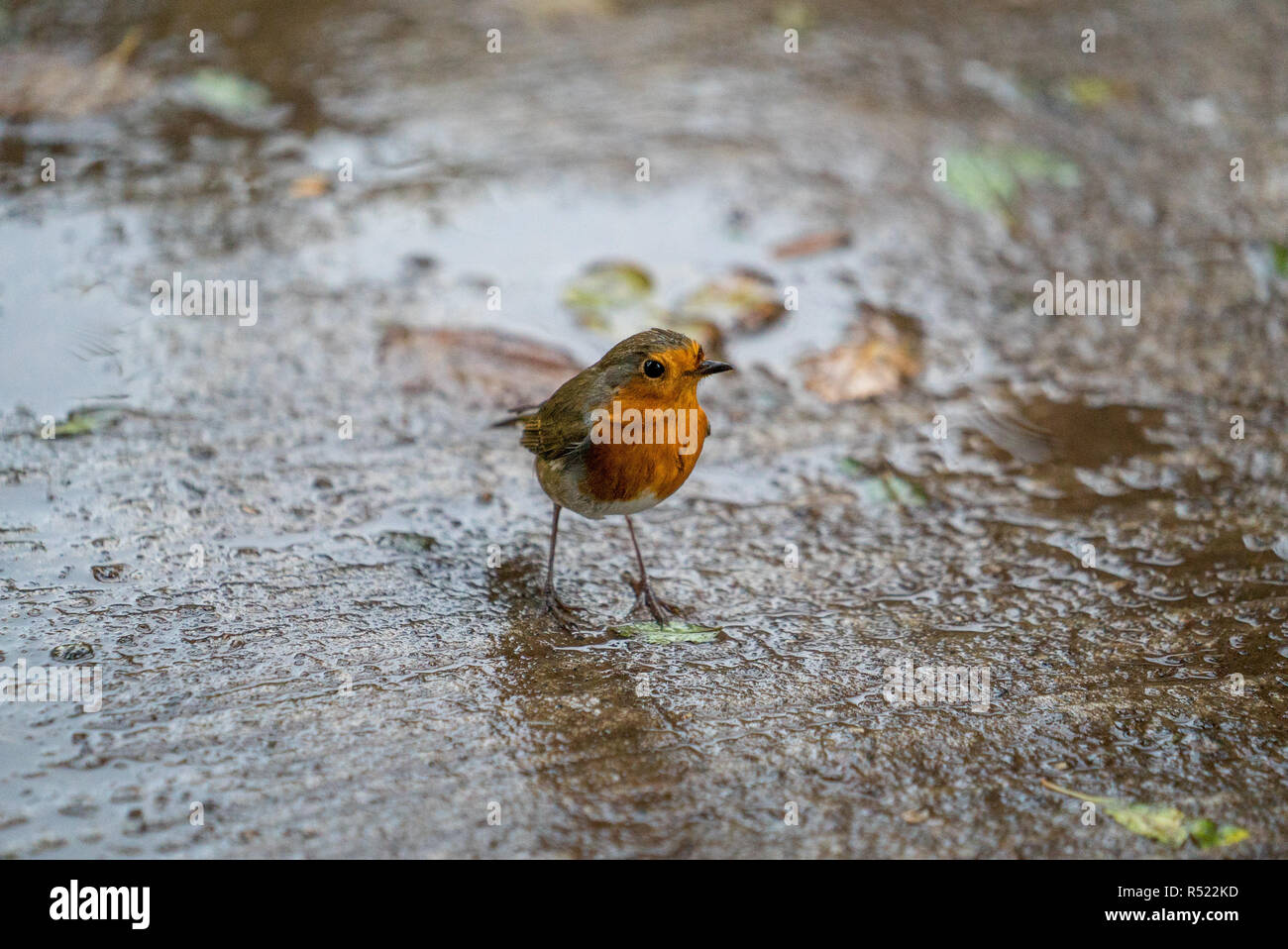 Il Parlamento robin (Erithacus rubecula), pettirosso, Erithacus rubecula, Passerine Foto Stock