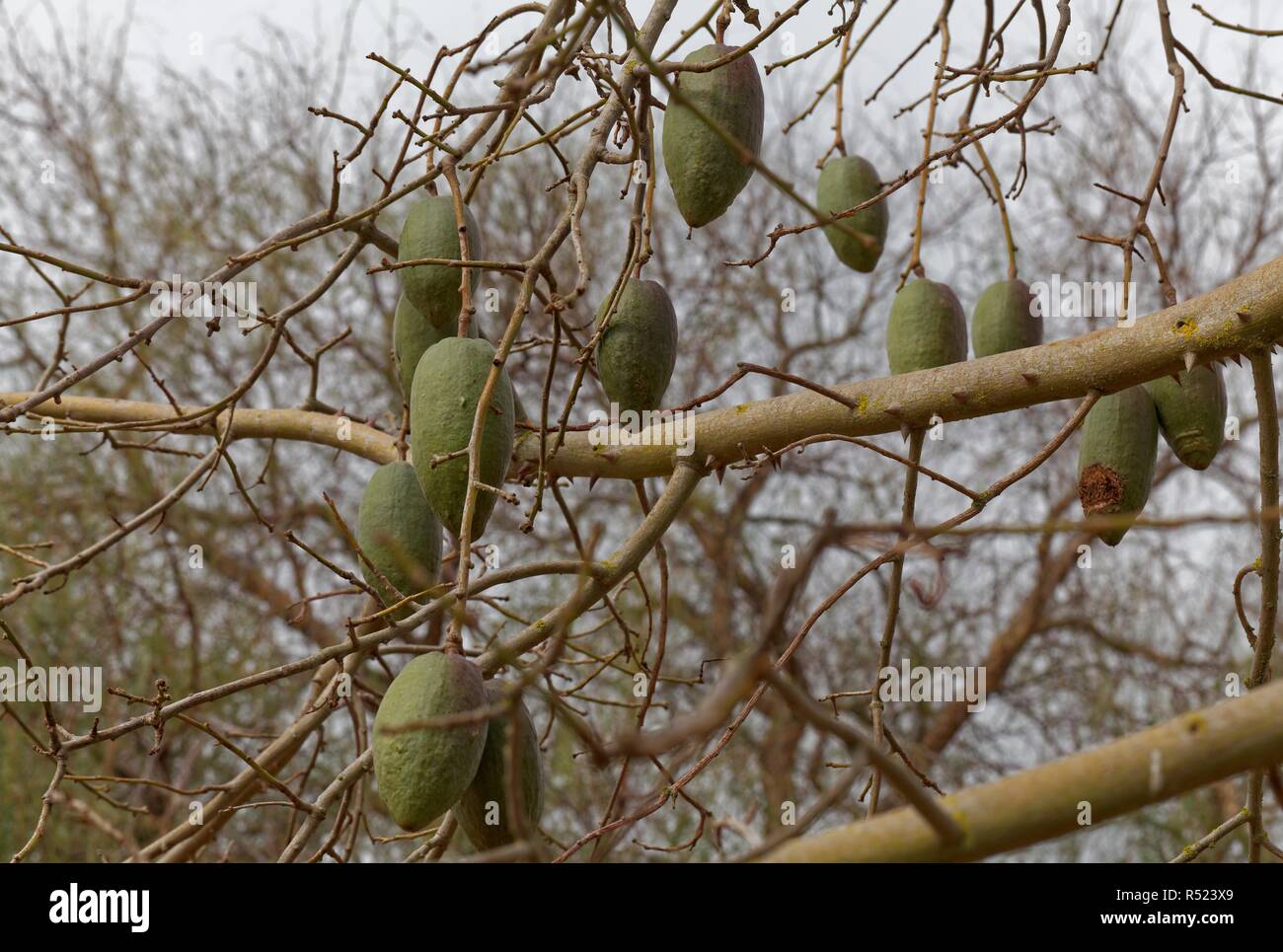 Ceiba speciosa. Foto Stock