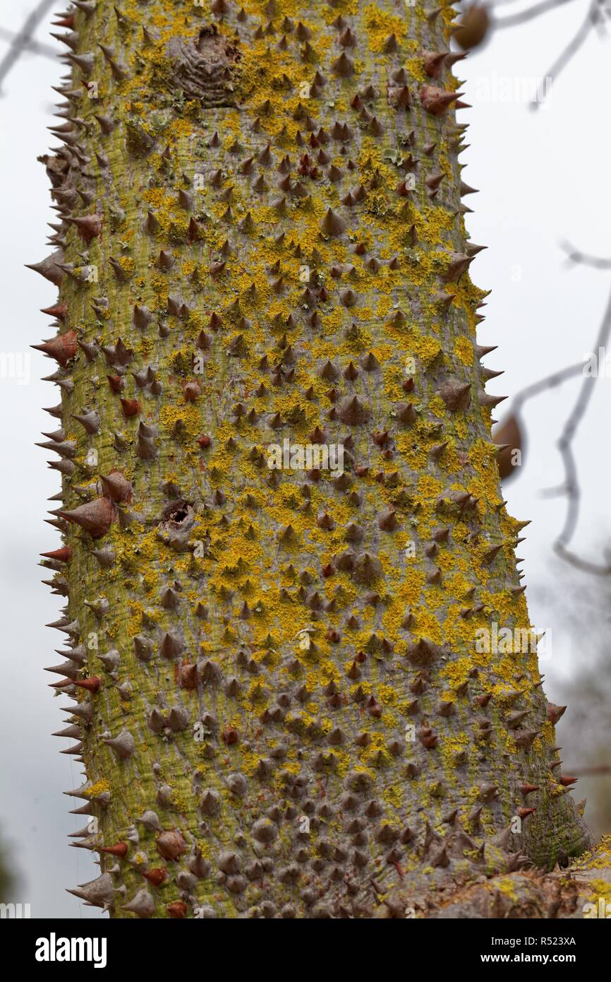 Ceiba speciosa. Foto Stock