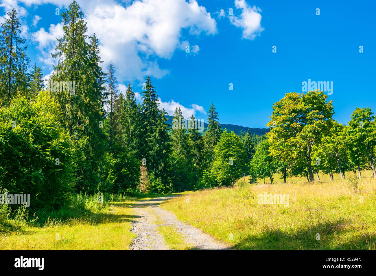 Strada di campagna tra la foresta in montagna. incantevole scenario estivo in una giornata di sole Foto Stock