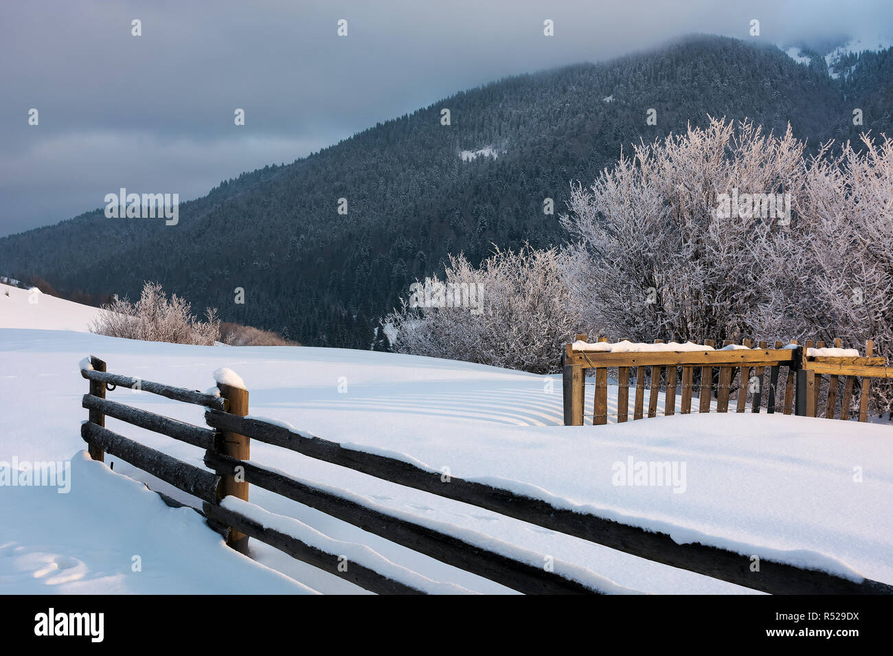 Staccionata in legno sulla collina innevate nella luce del mattino. alberi in scintillante di brina in corrispondenza di un bordo di una pendenza. boscoso crinale nella distanza tocca bassa Foto Stock