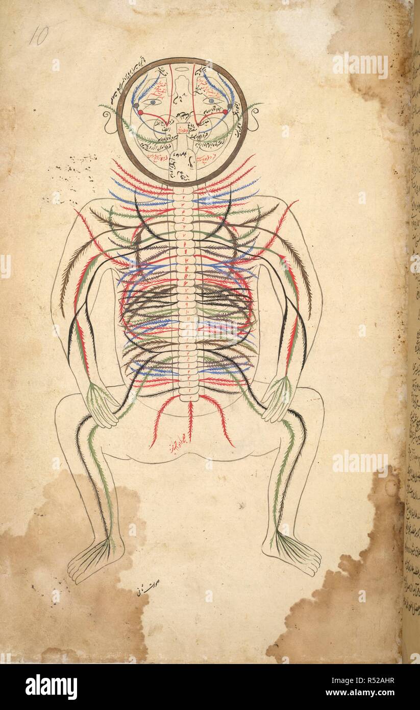 Colonna vertebrale umana. Tashrih bi al-Taswir. Iran, 1672. Vista posteriore di un corpo umano raffigurante il dorso con una trentina di giunti e le vene emesso da essa. Una pittura in miniatura da un manoscritto secentesco di Tashrih bi al-Taswir, un trattato di anatomia umana da Mansur bin Muhammad. Immagine presa da Tashrih bi al-Taswir. Originariamente pubblicato/prodotto in Iran, 1672. . Fonte: i.o. ISLAMIC 1379, f.10. V.o. persiano. Foto Stock