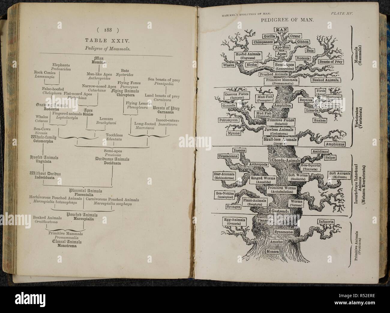Tabella XXIV'. 'L'albero genealogico dei mammiferi". Piastra XV. " Il pedigree di uomo". Una tabella che mostra il pedigree di mammiferi; un " albero " elenco dei mammiferi, vertebrati, invertebrati e animali primitivi. Il "pedigree di uomo' illustra la storia evolutiva degli esseri umani, nella forma di un albero. . L'evoluzione dell'uomo: un popolare esposizione dei punti principali di umana ontogenesi e filogenesi. Londra, Beccles [Stampa], 1879. Fonte: 7003.dg.7 Tabella XXIV, pagina 188 e la piastra XV. Lingua: Inglese. Autore: HAECKEL ERNST. Foto Stock