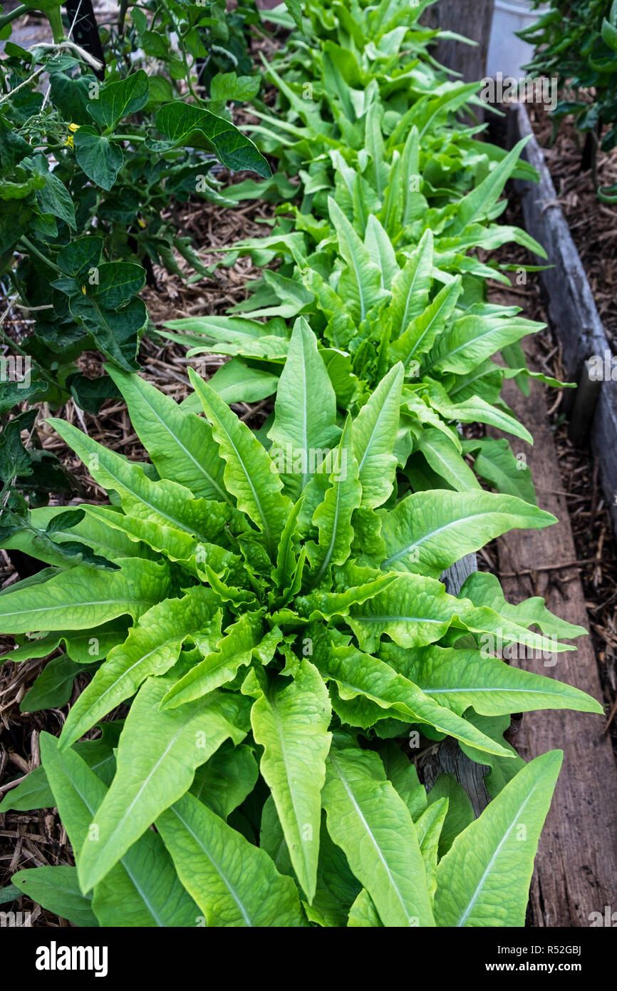 Fiorente celtuce lattuga, talvolta chiamato stelo lattuga Foto Stock