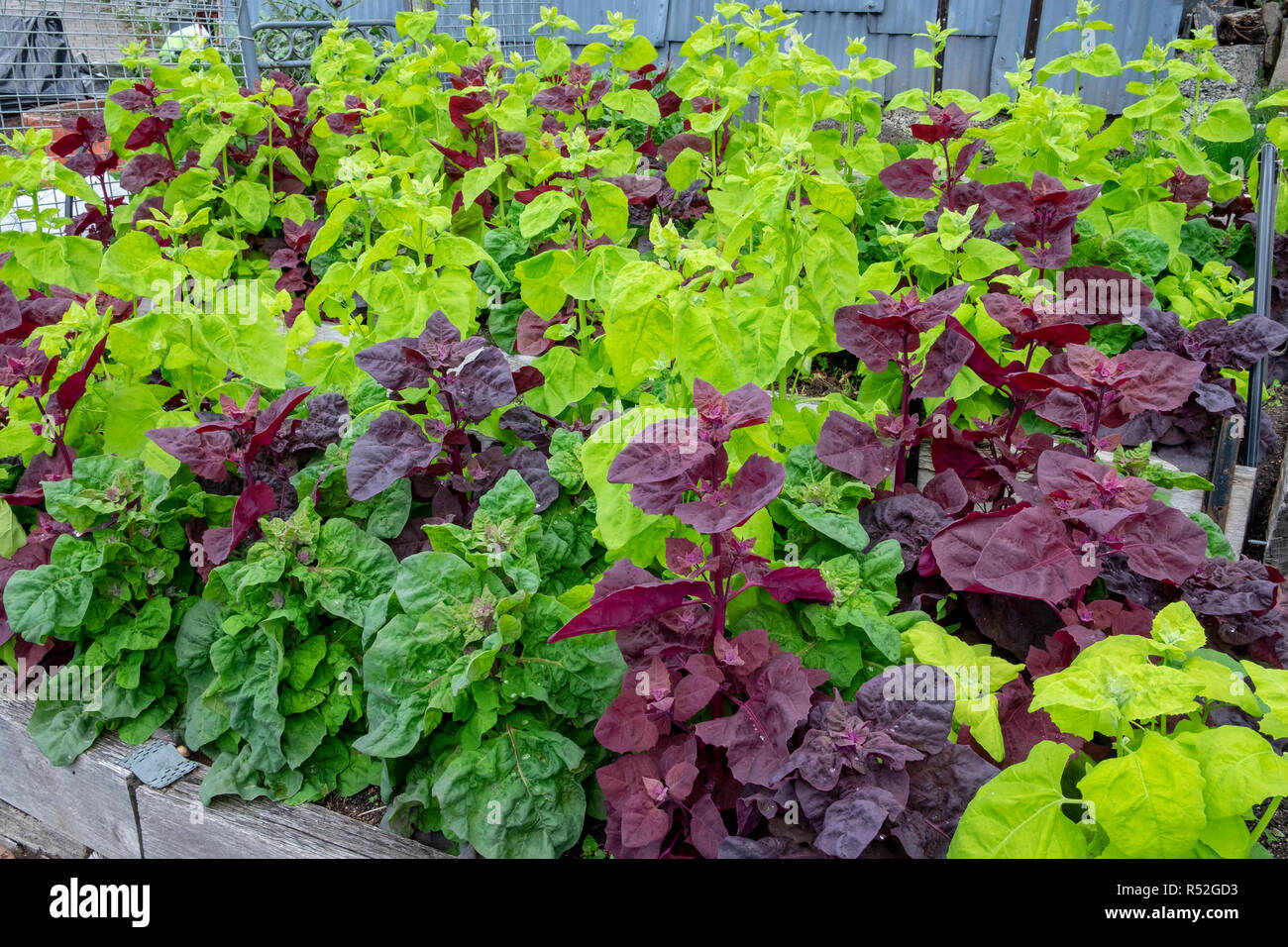 Fioritura di colore rosso e verde orach, atriplex hortensis, talvolta chiamato il francese spinaci o spinaci di montagna Foto Stock
