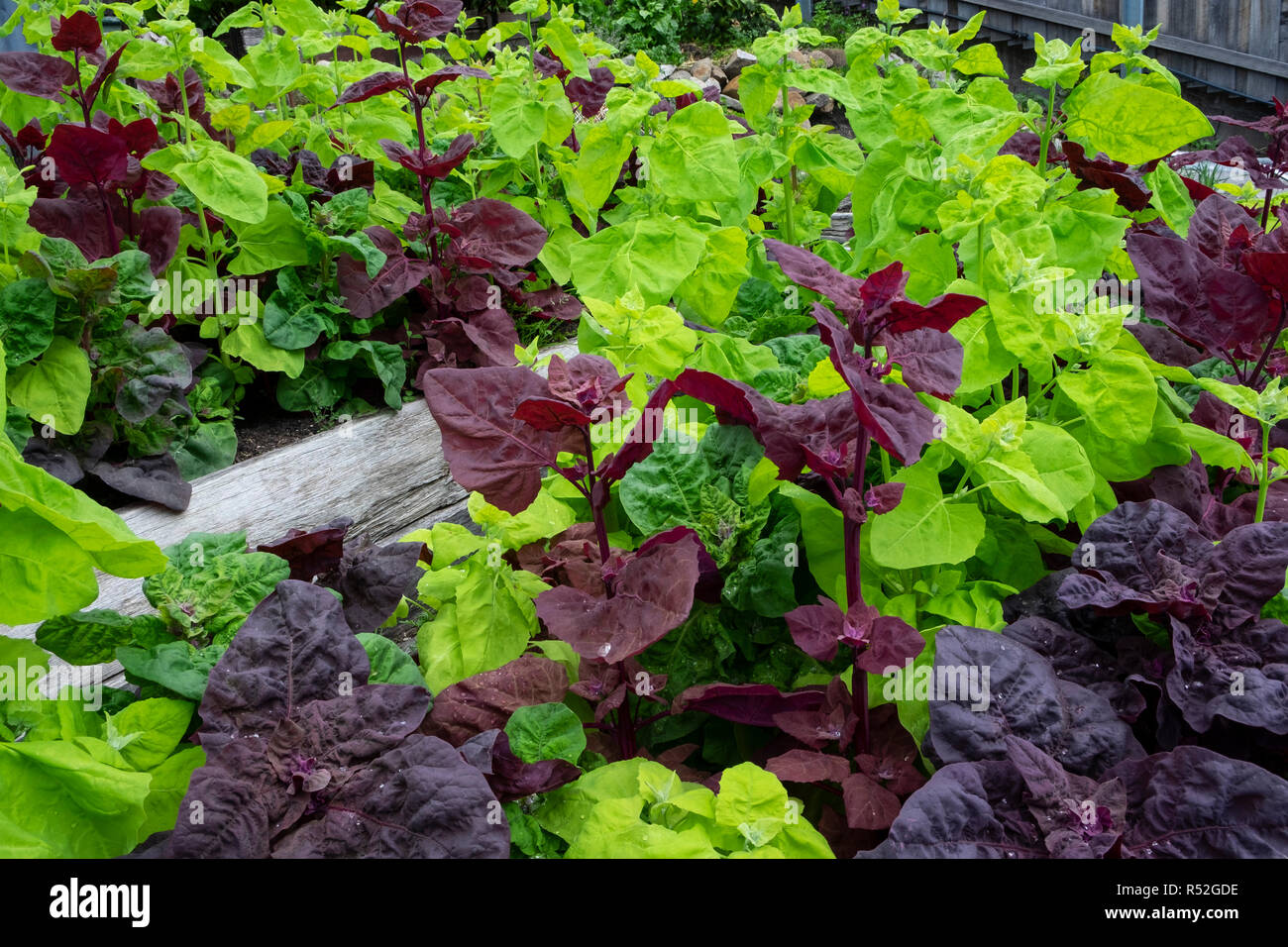 Fioritura di colore rosso e verde orach, atriplex hortensis, talvolta chiamato il francese spinaci o spinaci di montagna Foto Stock