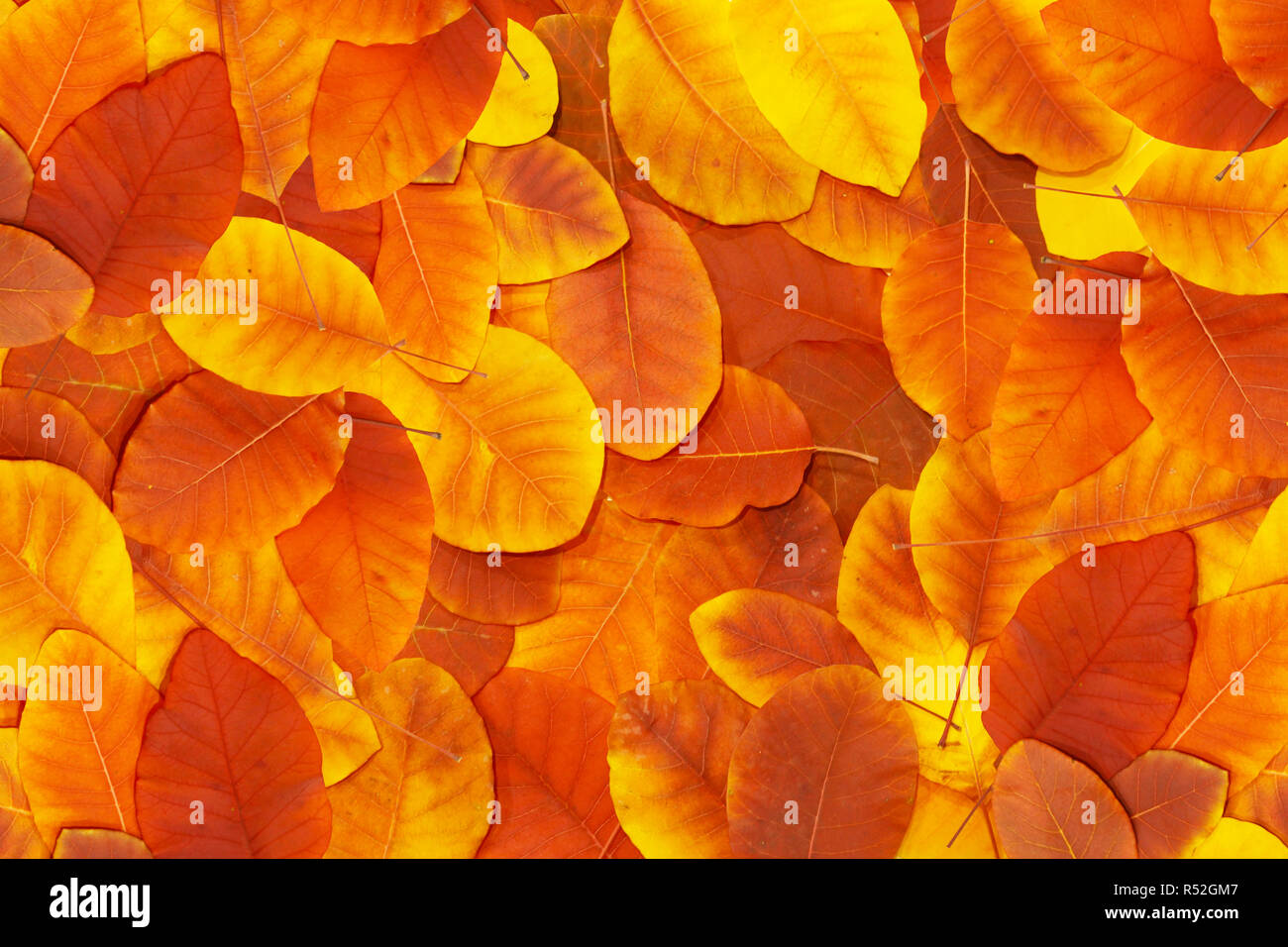 Rosso e arancio Foglie di autunno sfondo. Sfondo naturale di fogliame a terra Foto Stock