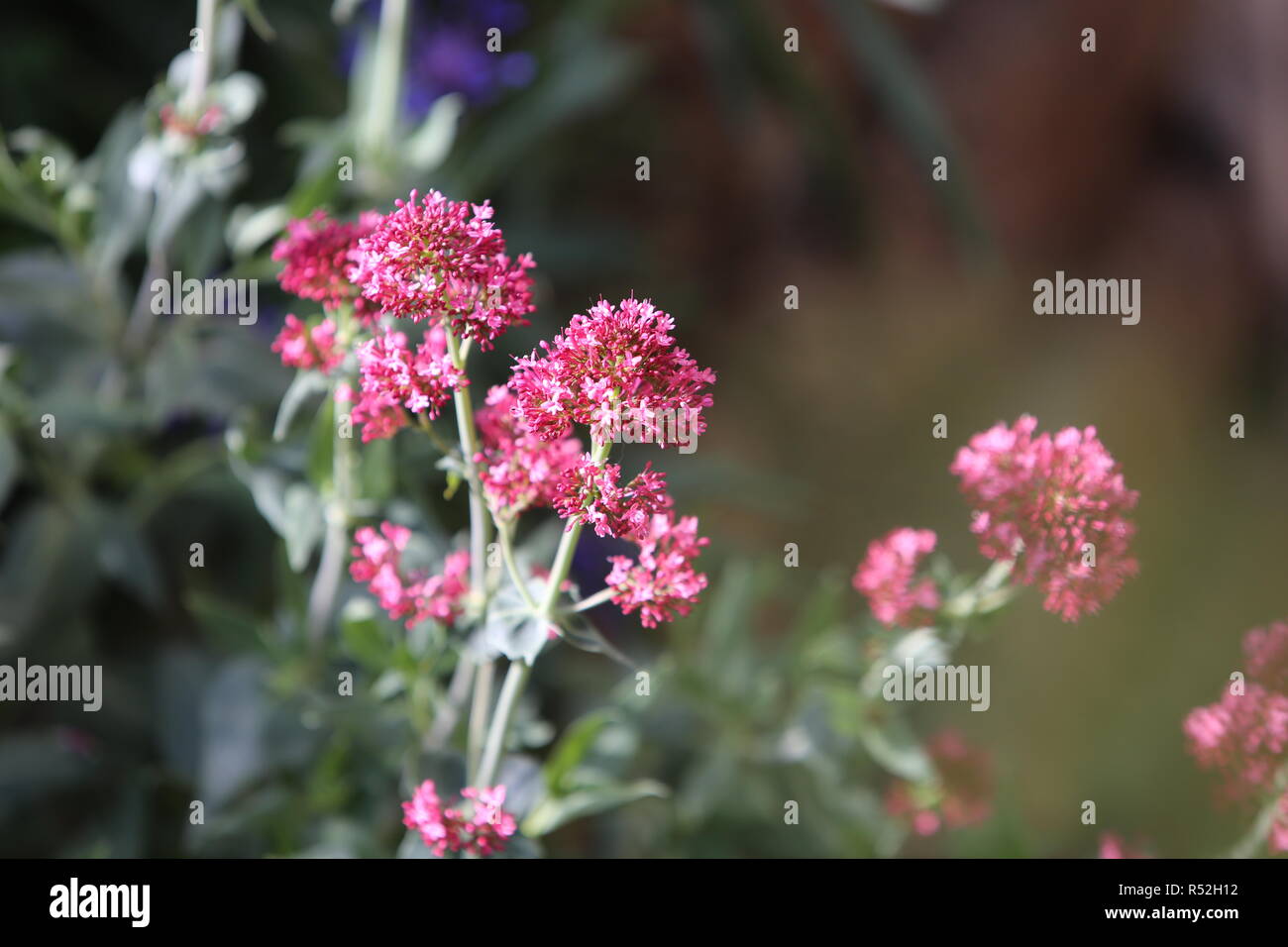 Sperone rosso fiore (centranthus ruber) Foto Stock