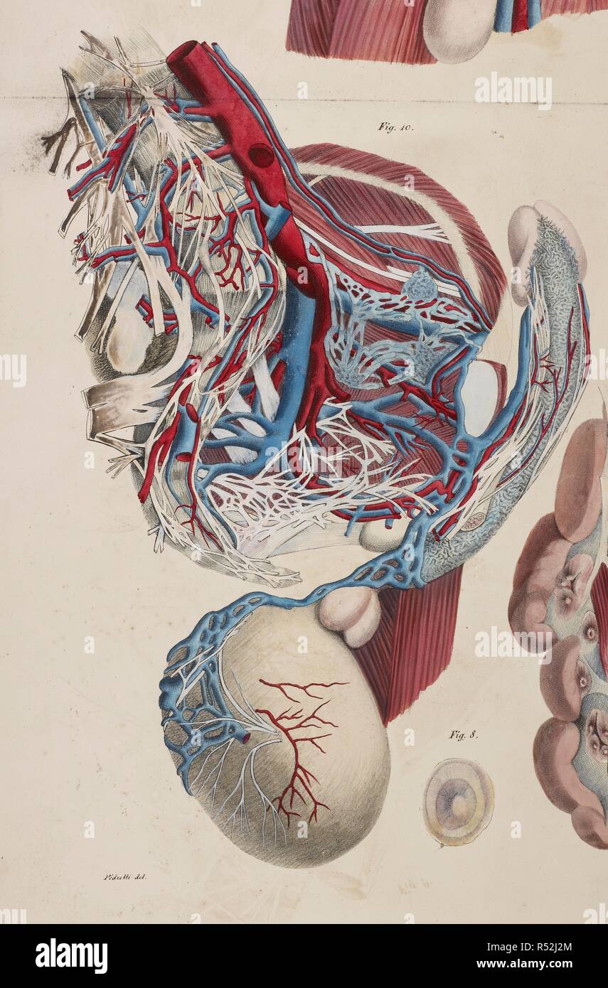 Disegno anatomico. Il sistema circolatorio. Planches anatomiques du corps humain executeÌes dâ€™apreÌ€s les naturelles dimensioni. Parigi Francia 1826. Stampa anatomica del corpo umano con dimensioni naturali. Il sistema circolatorio. ANTOMMARCHI, C. Francesco. Planches anatomiques du corps humain executeÌes dâ€™apreÌ€s les dimensioni naturelles, accompagneÌes dâ€™ONU texte explicatif ... PublieÌEs par le cte de Lasteyrie. (Spiegazione des planches anatomiques, ecc.). Fonte: 1899.h.24 Tab.47 fig. 10. Lingua: Francese. Foto Stock