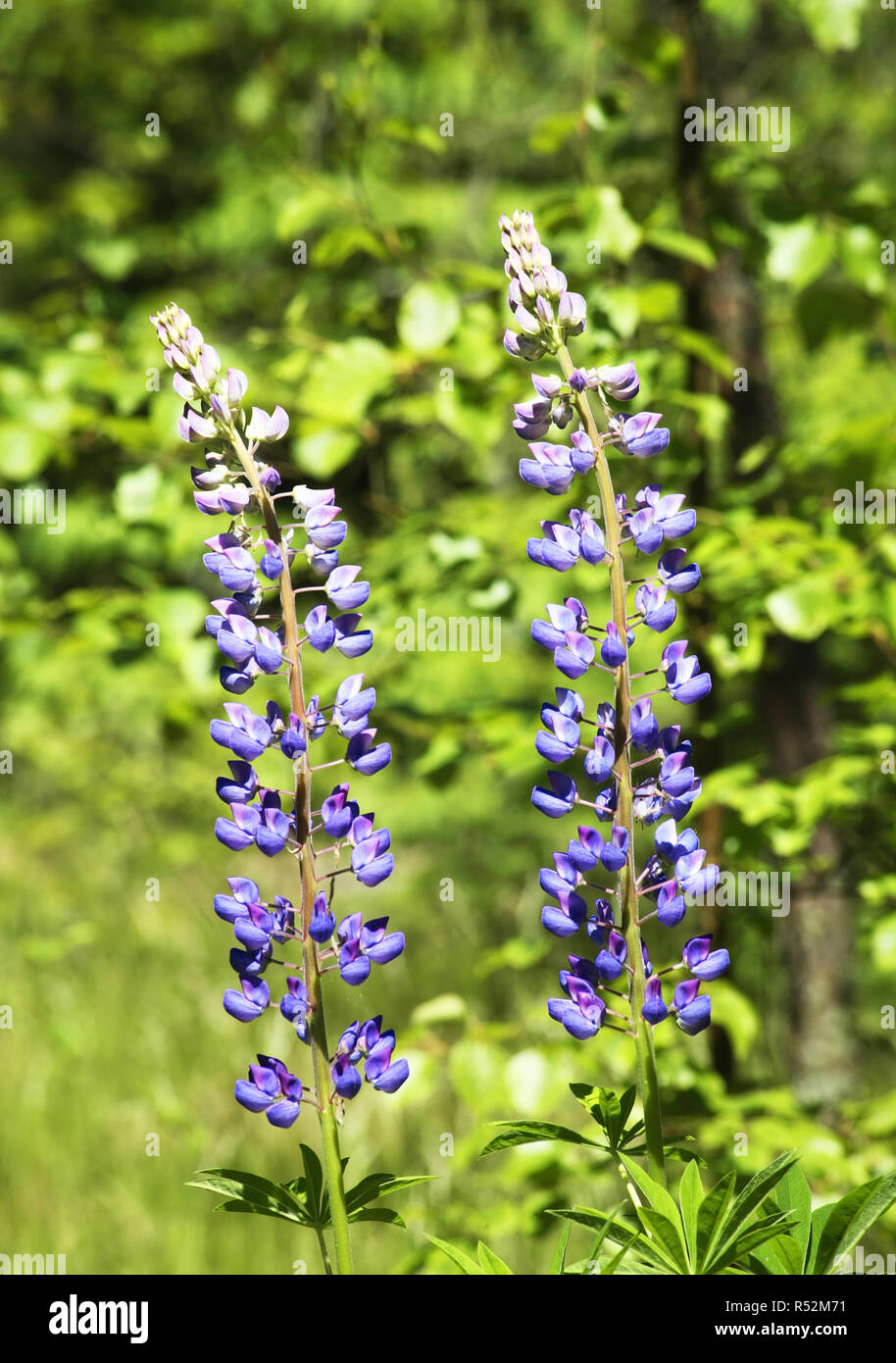 Fiori a Curonian Spit. Regione di Kaliningrad. La Russia Foto Stock