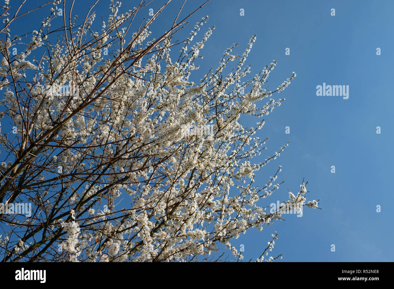 Fiori bianchi in primavera su un albero Foto Stock