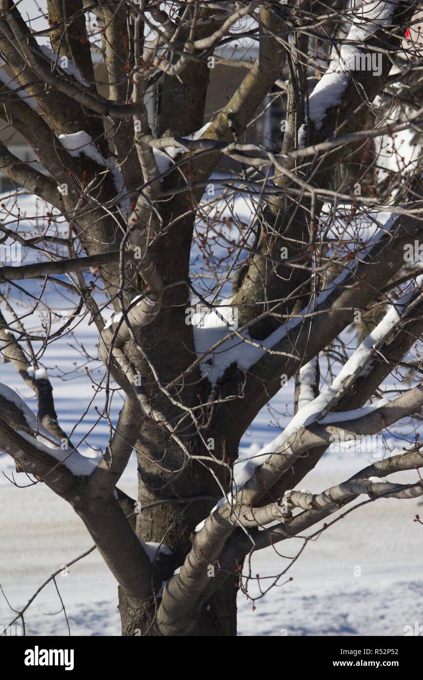 Nevato tronco di albero e rami nella luce del sole dopo un inverno di blizzard Foto Stock