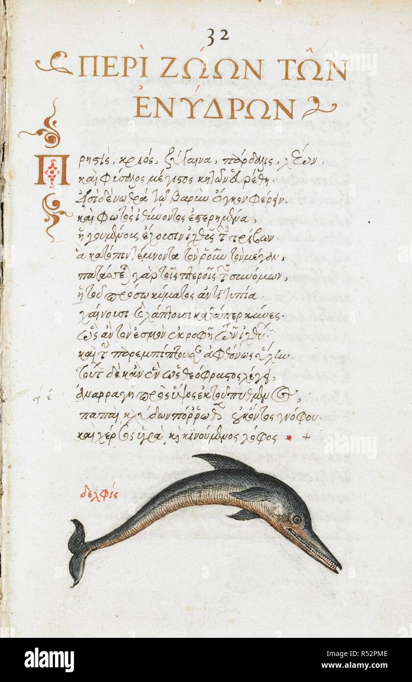 Penna e inchiostro disegno di eventualmente un delfino, con lavaggio colore; rubrication e testo. De animalium proprietate. Secondo quarto del XVI secolo-3a quarto del XVI secolo. Fonte: Burney 97 f.32. Lingua: Greco antico. Autore: Manuel files. Vergetio, Angelo. Foto Stock