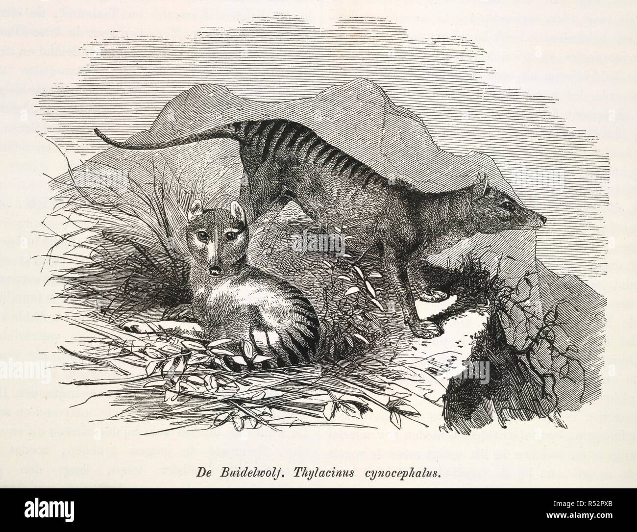 Lupo della Tasmania. De Dierentuin van het Koninklijk Zoologisch Genoot. Amsterdam, [1864-74.]. De Buidewolf. Thyacinus cynocephalus. La Tasmanian Tiger, conosciuto anche come il lupo della Tasmania, credeva di essere estinto. Immagine presa da De Dierentuin van het Koninklijk Zoologisch Genootschap Natura Artis Magistra te Amsterdam, porta geschetst H. Schlegel. Aflevering 1-12. Originariamente pubblicato/prodotto in Amsterdam, [1864-74.]. . Fonte: 7205.g.8 volume 2, 158. Lingua: Olandese. Foto Stock