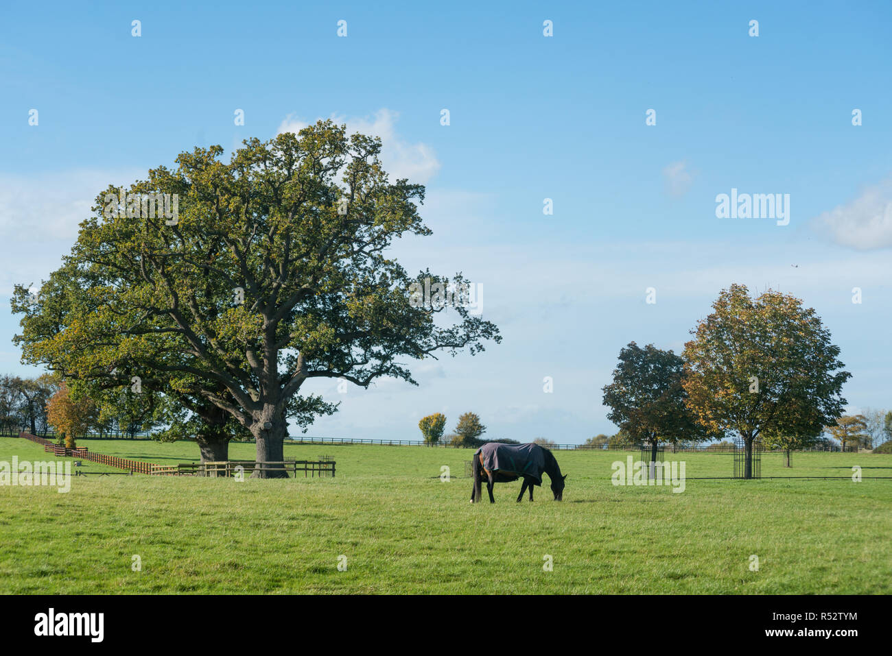 Un cavallo in un grande paddock, Admington, Warwickshire, Inghilterra, Regno Unito, Europa Foto Stock