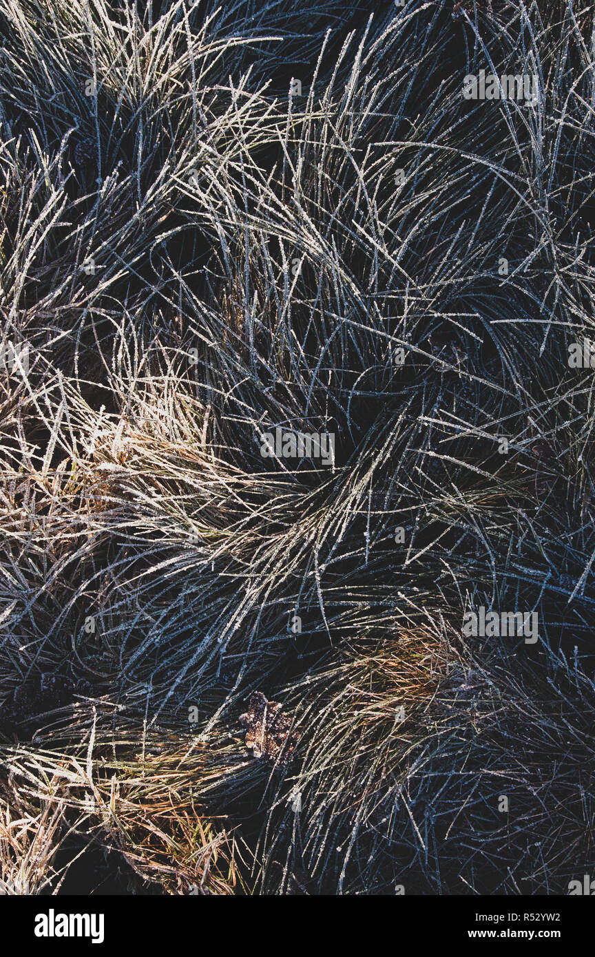 Erba congelati in inverno Foto Stock