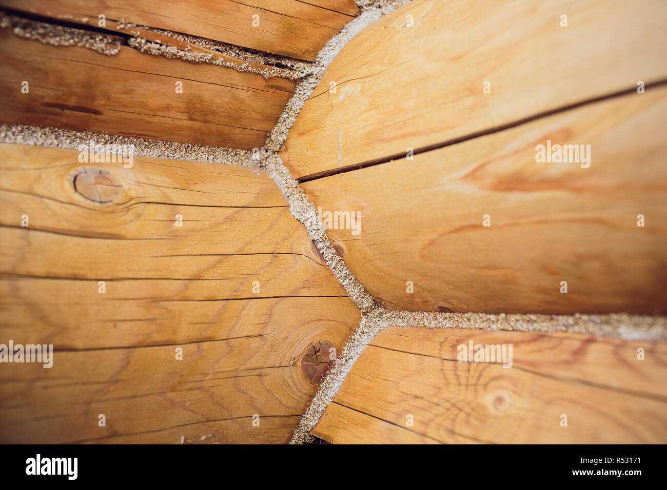 Sezione trasversale log mostra alburno, massello, corteccia in forma rotonda Foto Stock