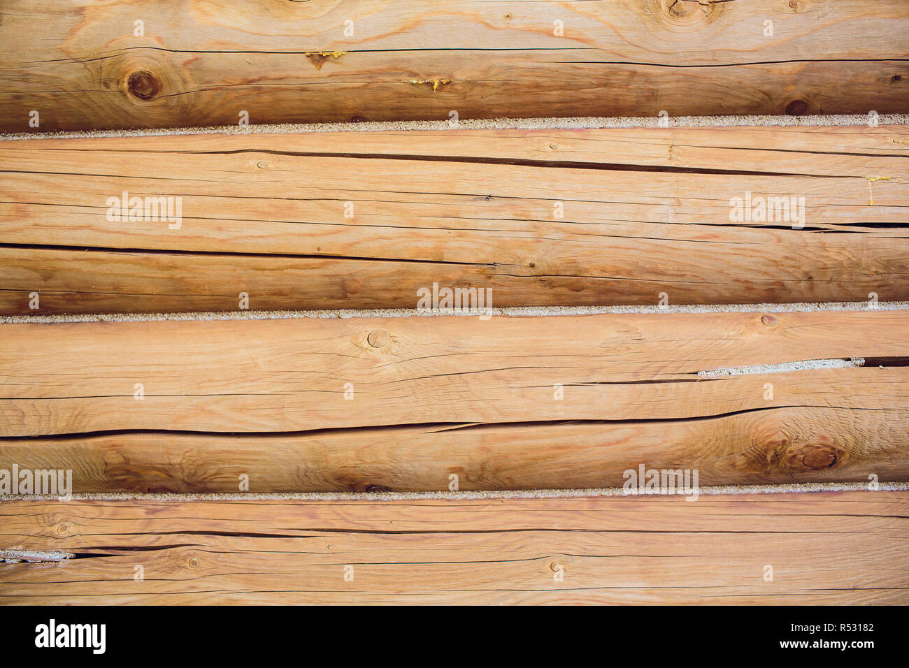 Sezione trasversale log mostra alburno, massello, corteccia in forma rotonda Foto Stock