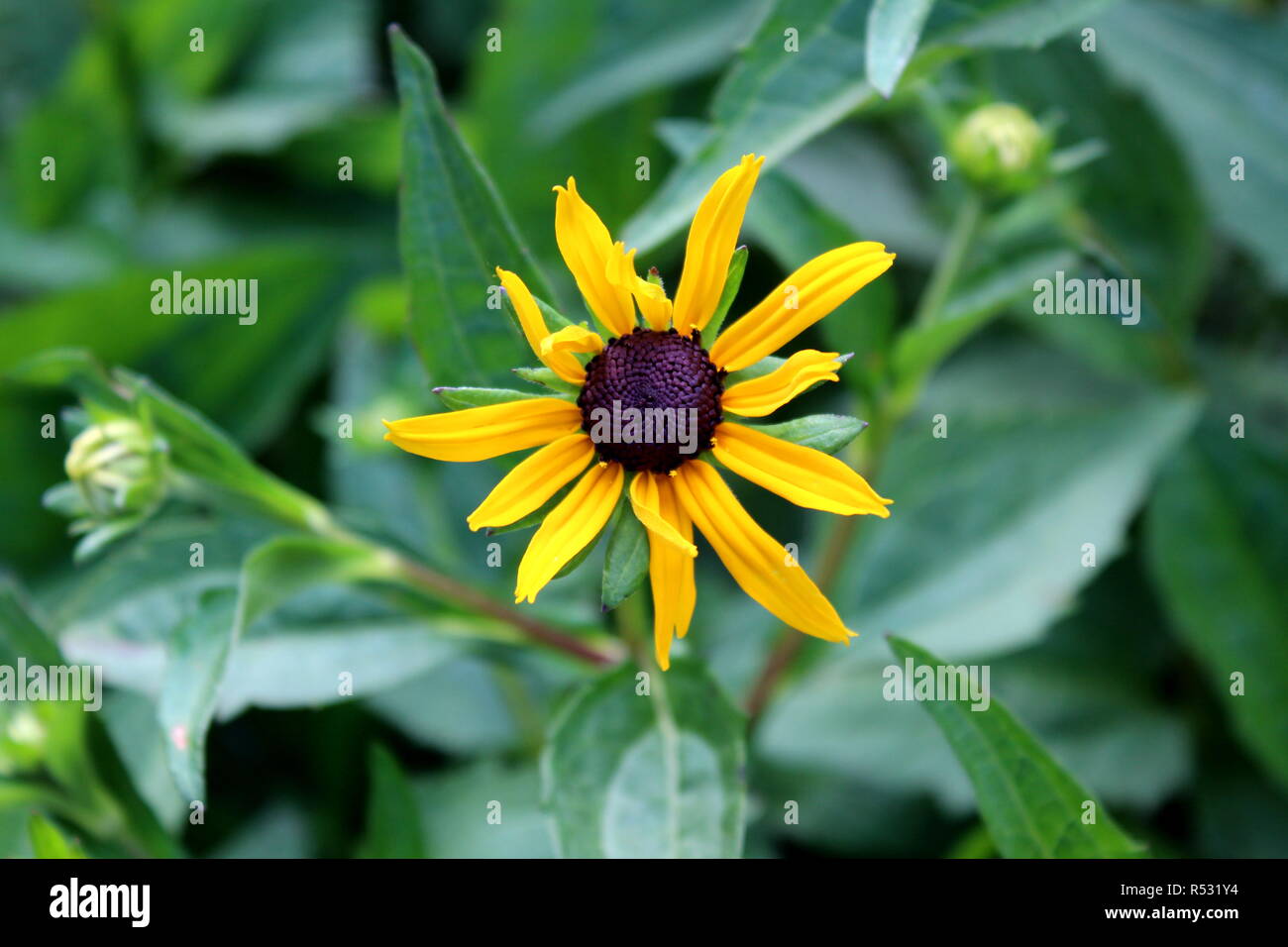 Black-eyed Susan o Rudbeckia hirta o marrone-eyed Susan o Brown Betty o Gloriosa daisy o Golden Gerusalemme o inglese occhio di bue o di scarsa terra daisy Foto Stock