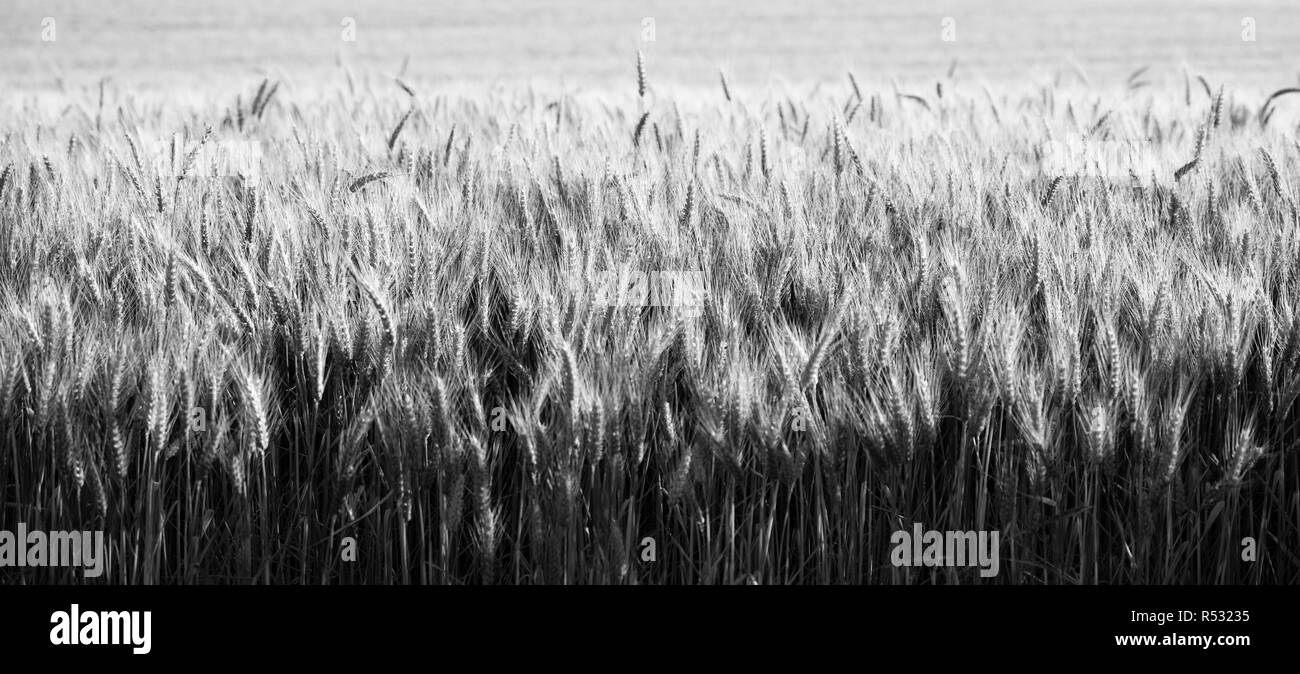 Close up grani interi vero cibo crescente nel campo degli agricoltori Foto Stock